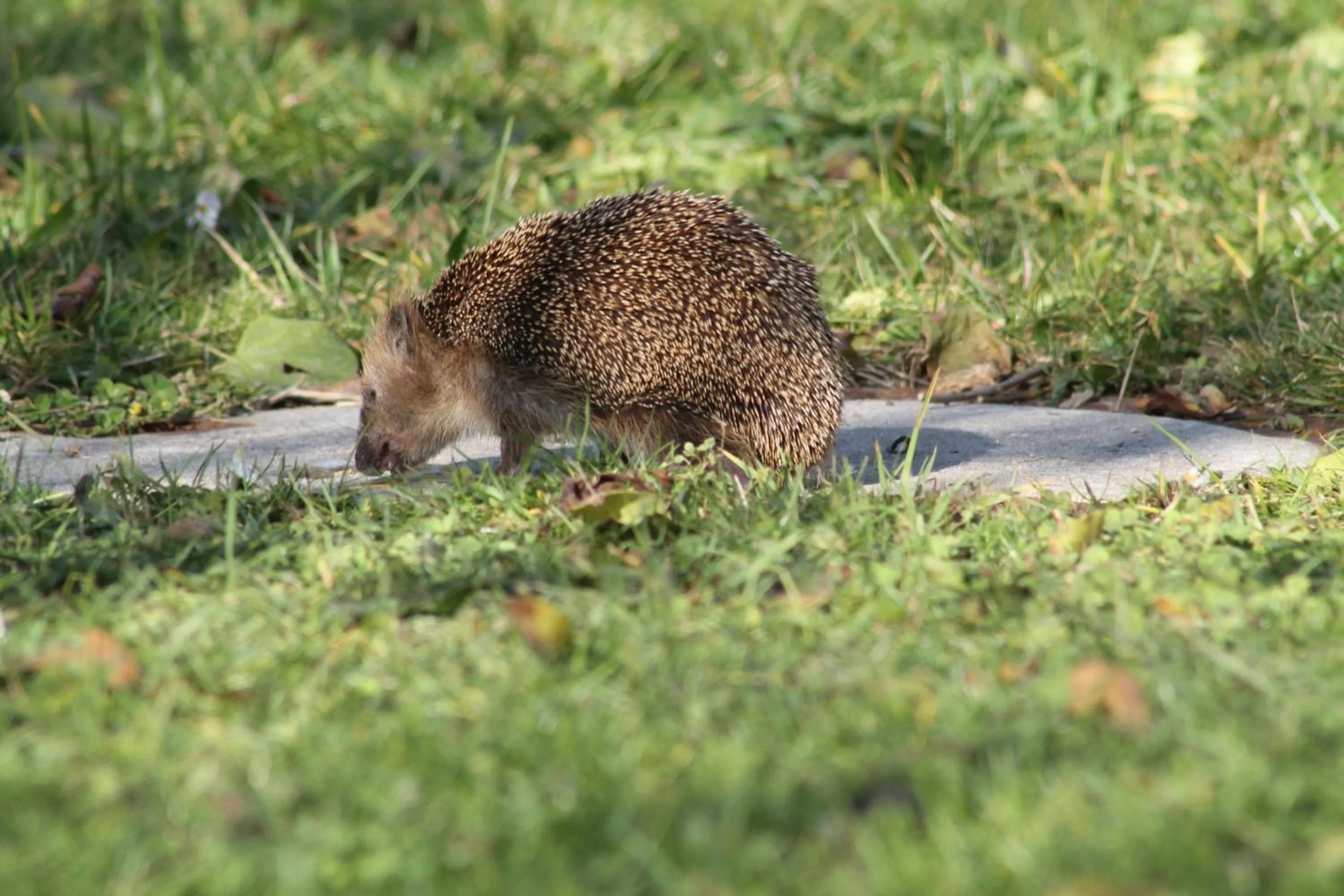 Garden in Hotel Kraftquelle Schlossblick
