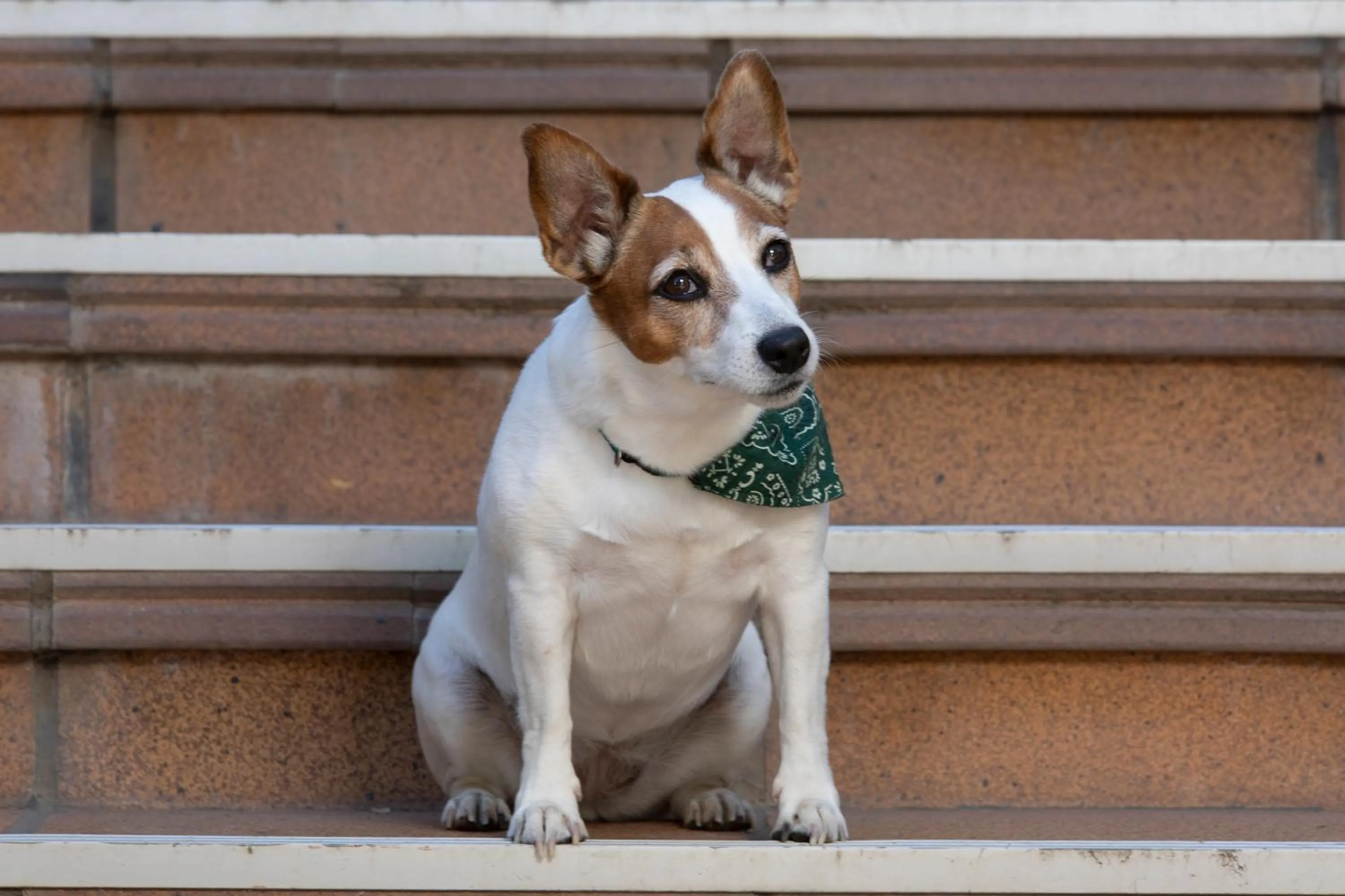 Pets in Hotel Rural El Refugio - Solo Adultos