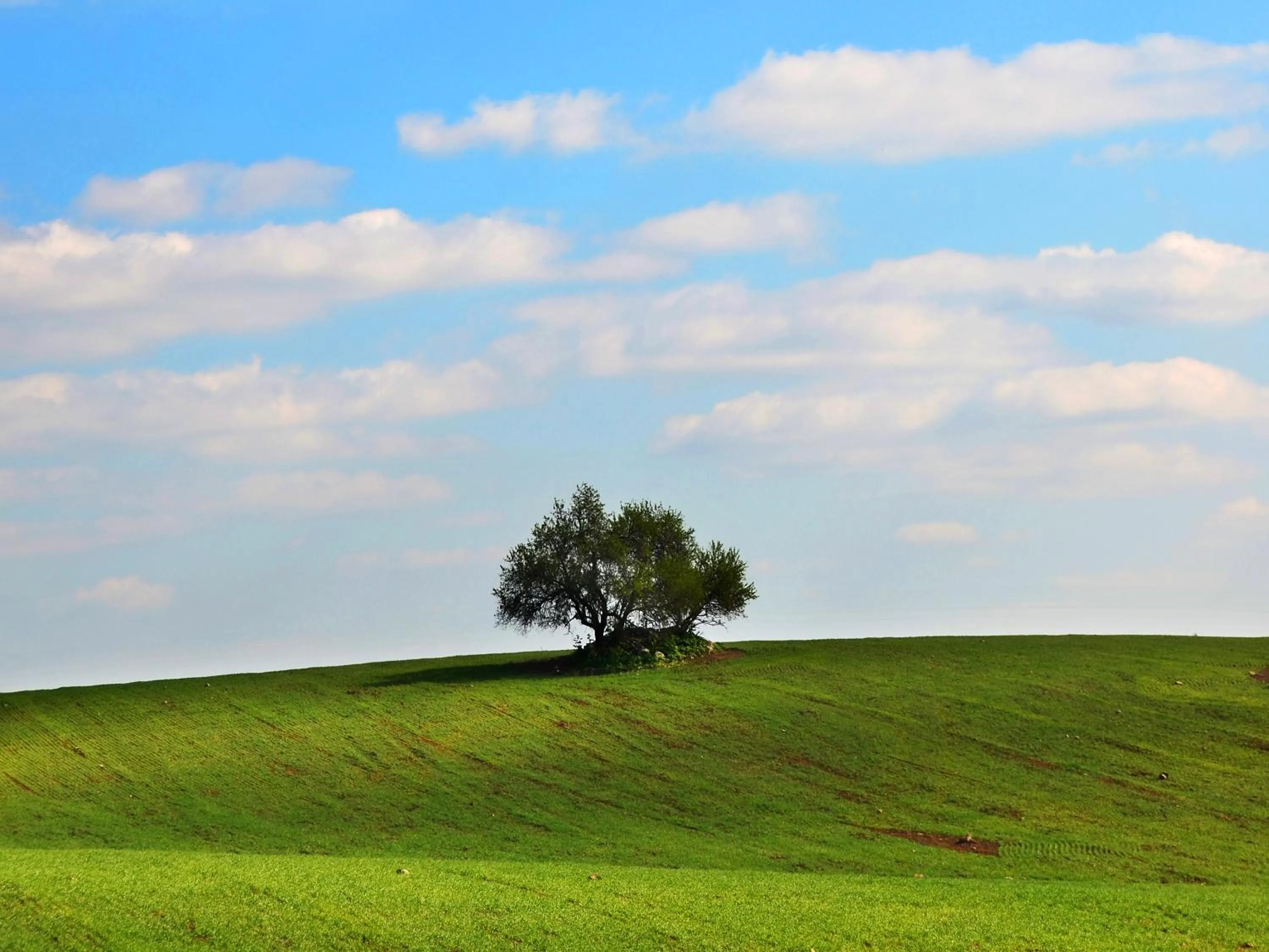 Casa de Serpa - Turismo Rural