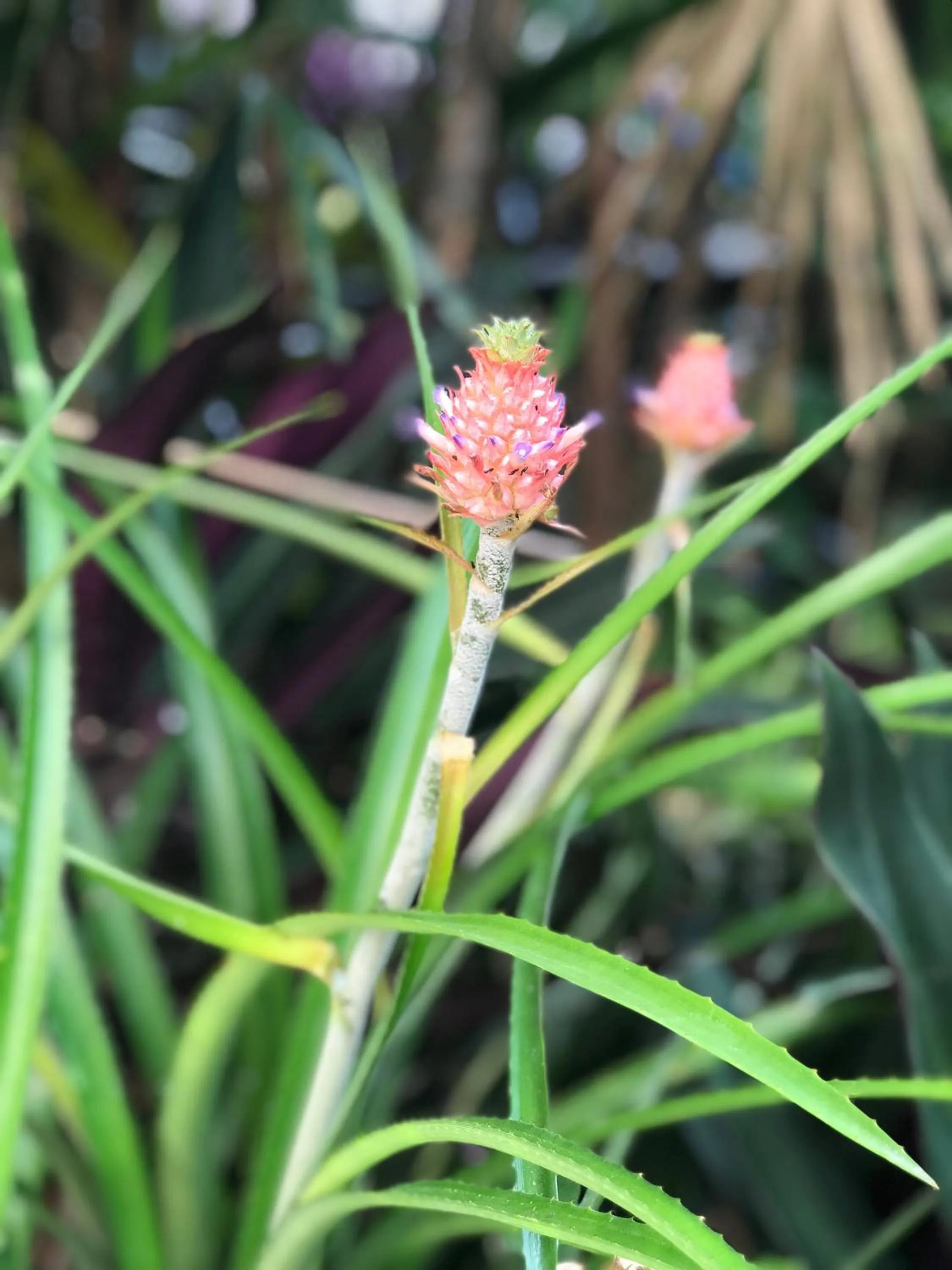 Natural landscape in Tabula Rasa Resort & Spa