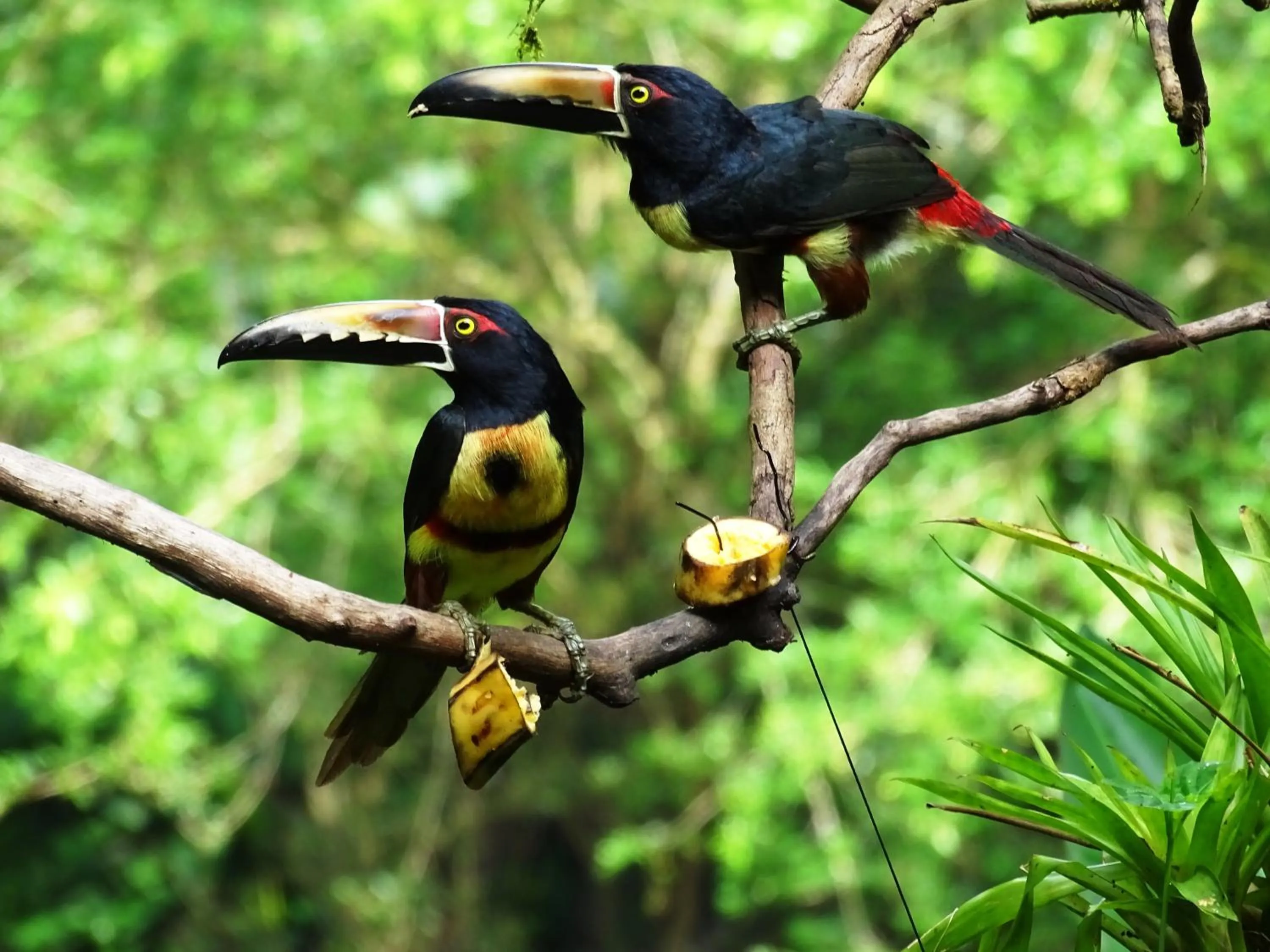 Decorative detail in Heliconia Island