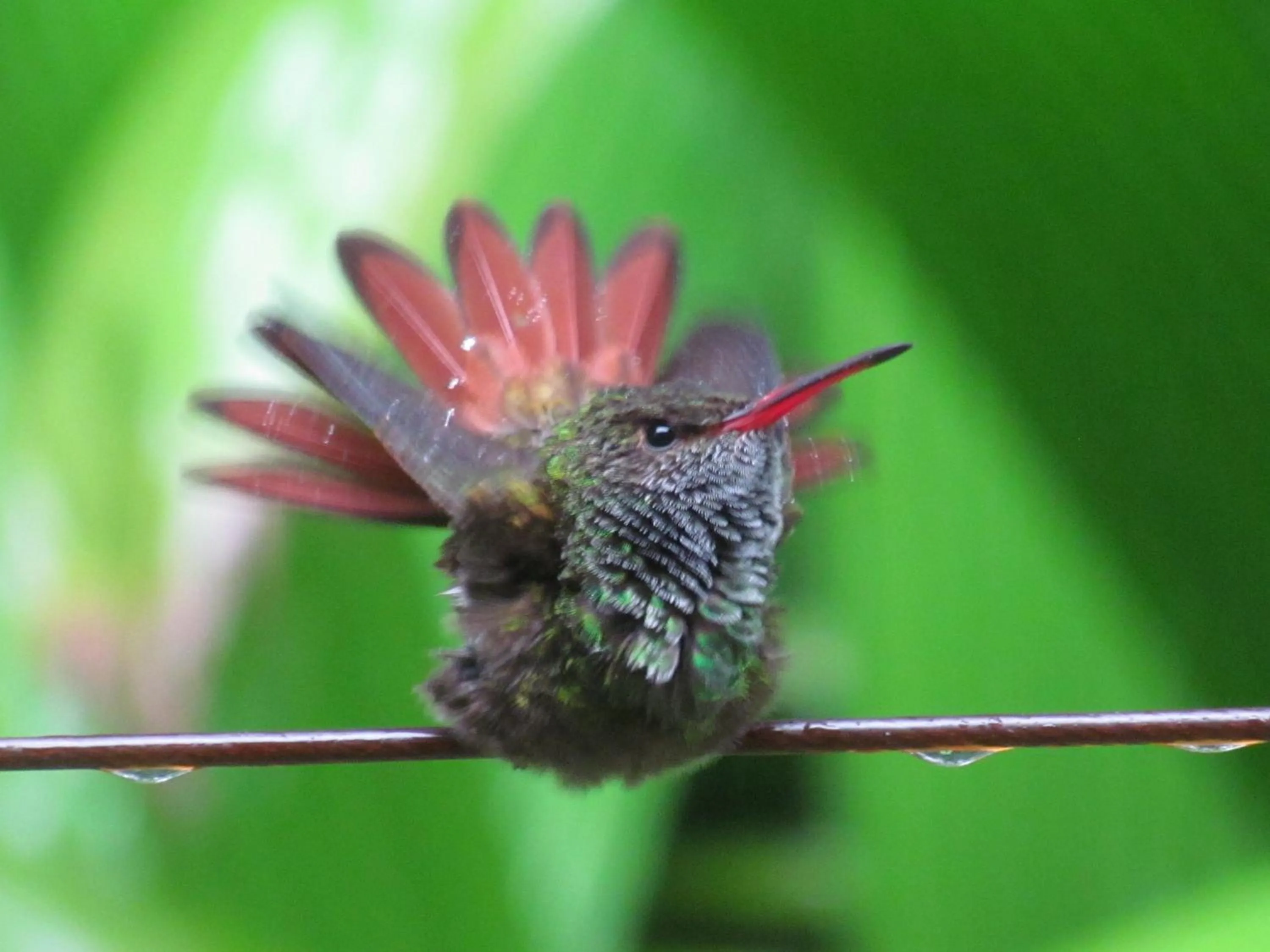 Other in Heliconia Island