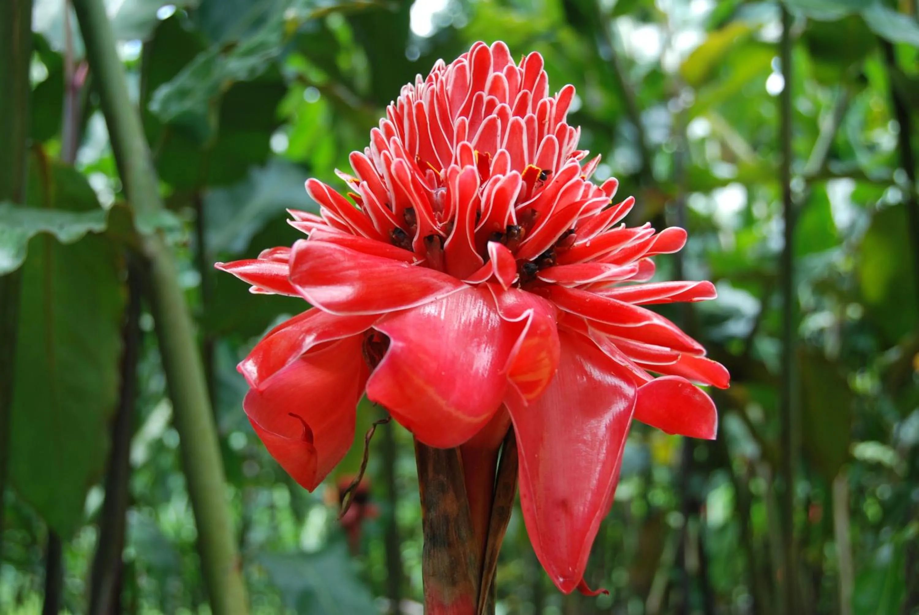 Garden in Heliconia Island