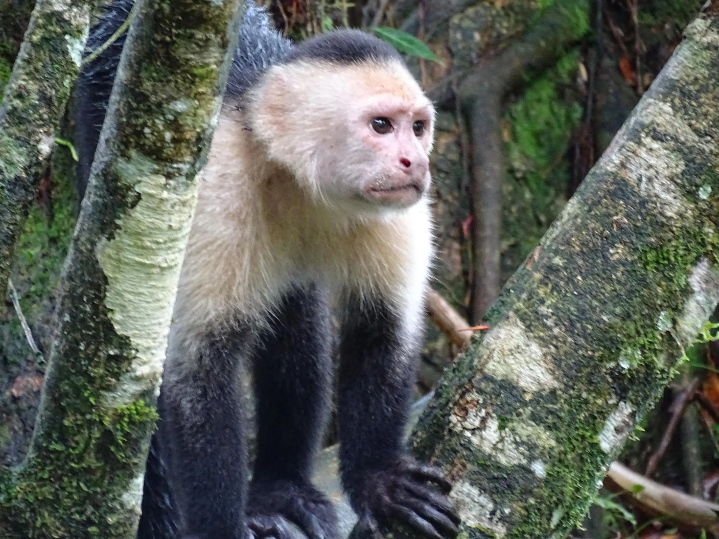 Decorative detail in Heliconia Island