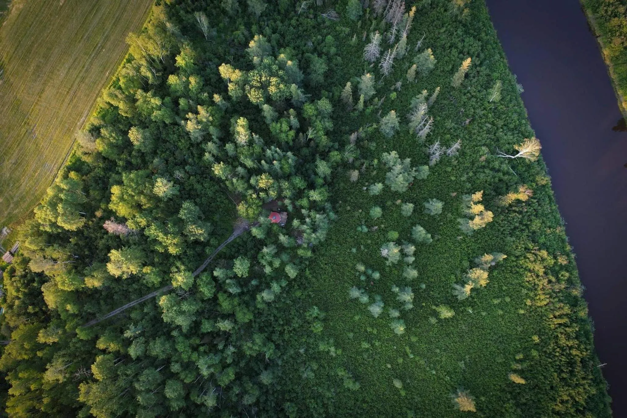 Les Racines du p'tit Isidore