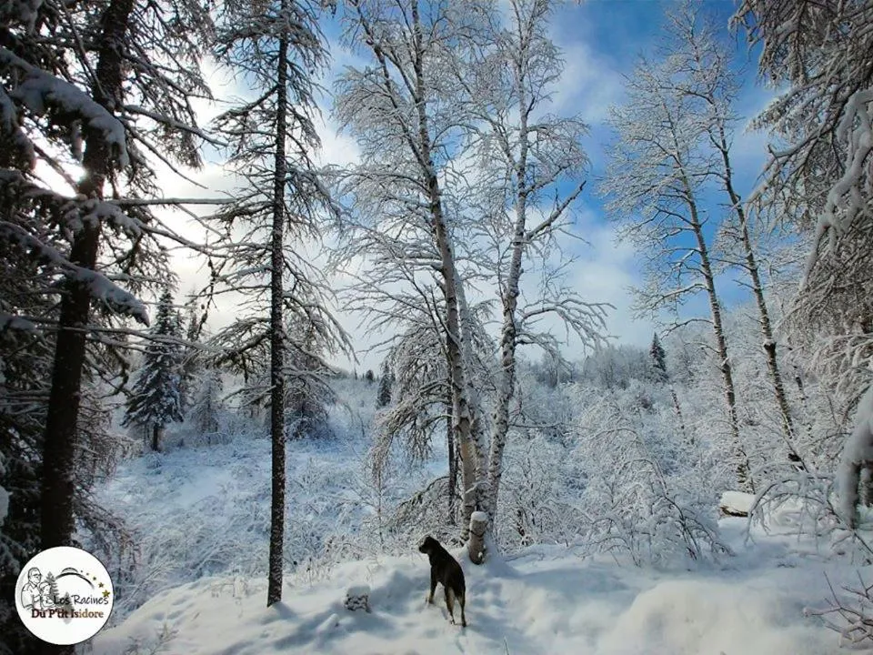 Les Racines du p'tit Isidore