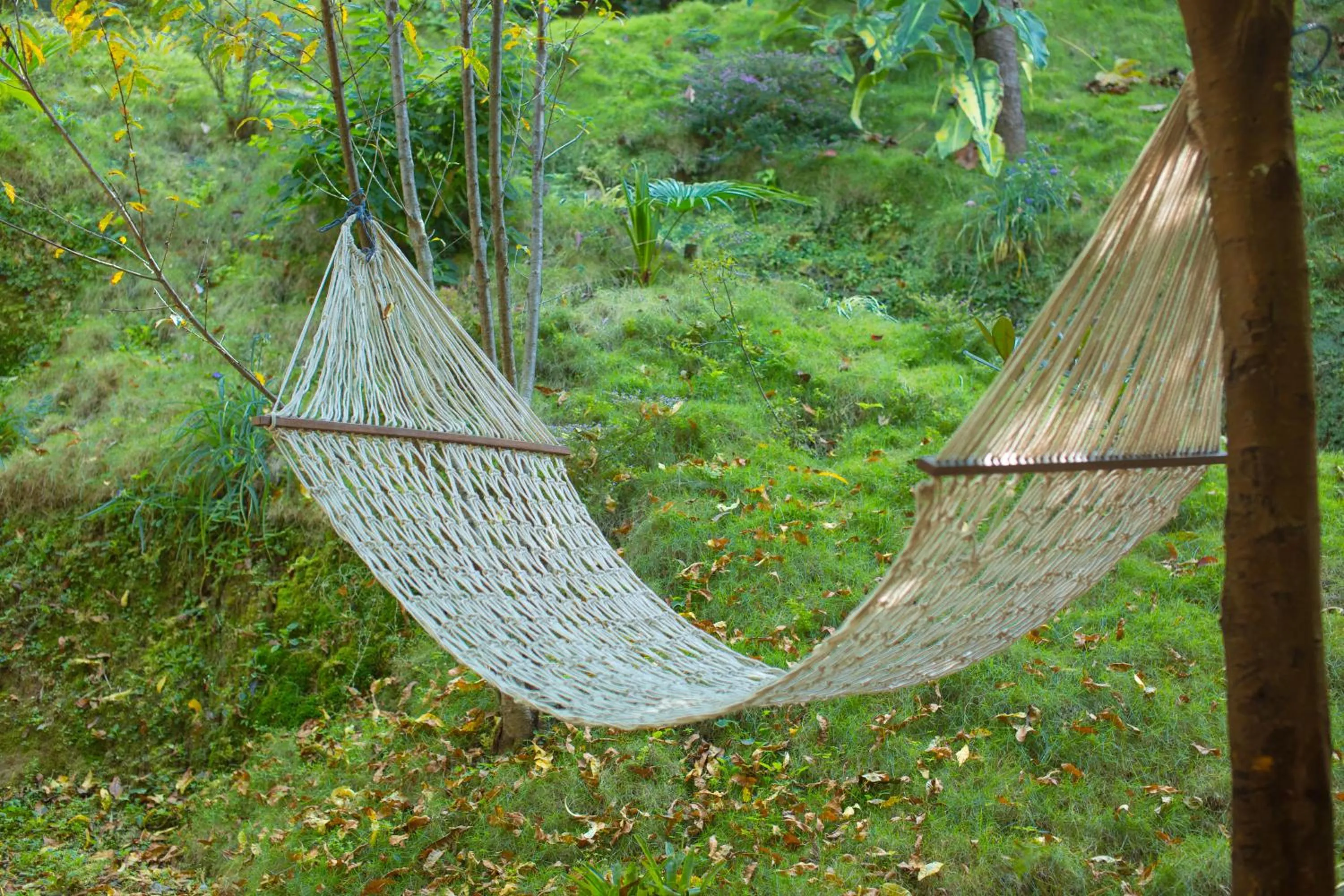 Garden in The Lapsi Tree