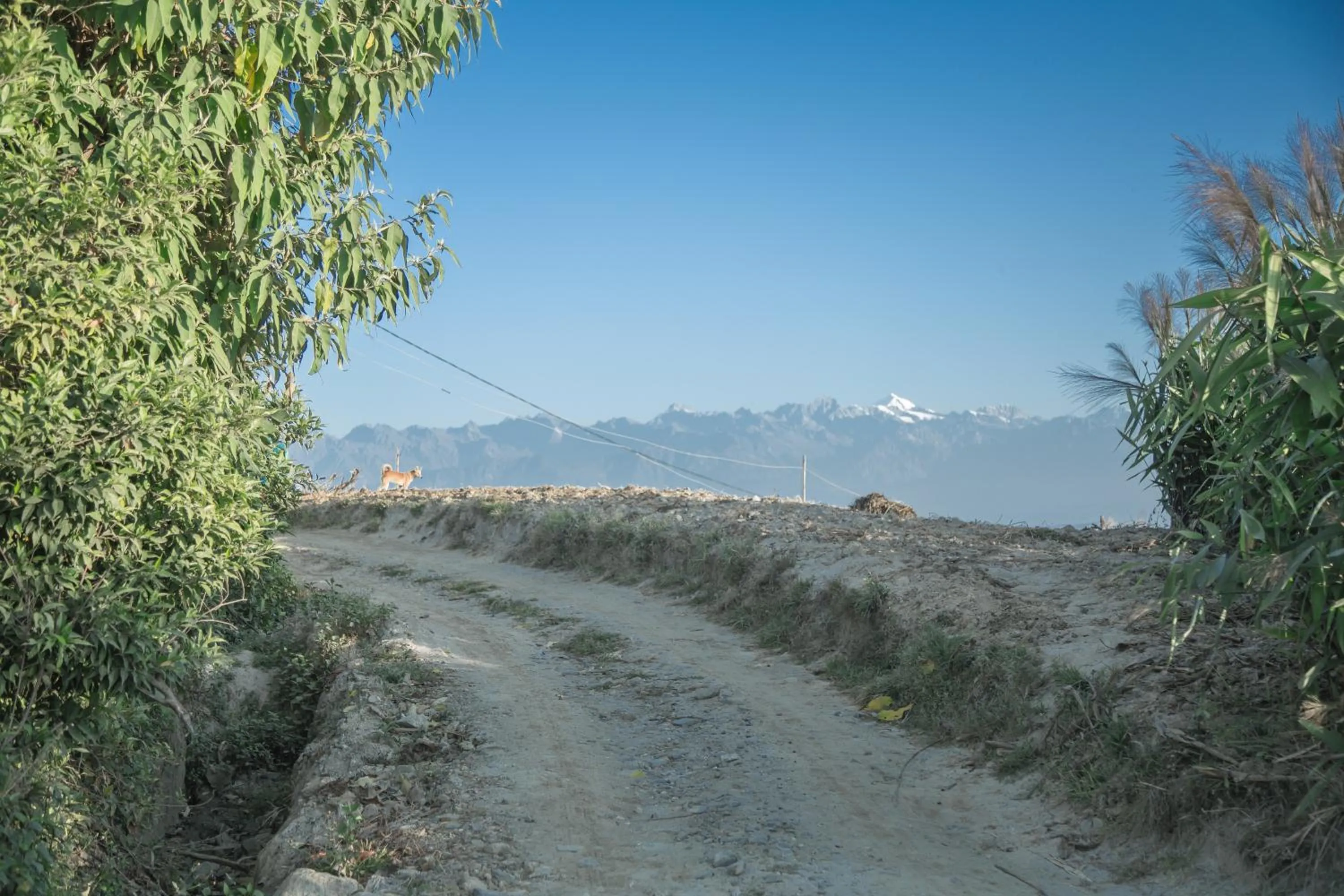 Natural landscape in The Lapsi Tree