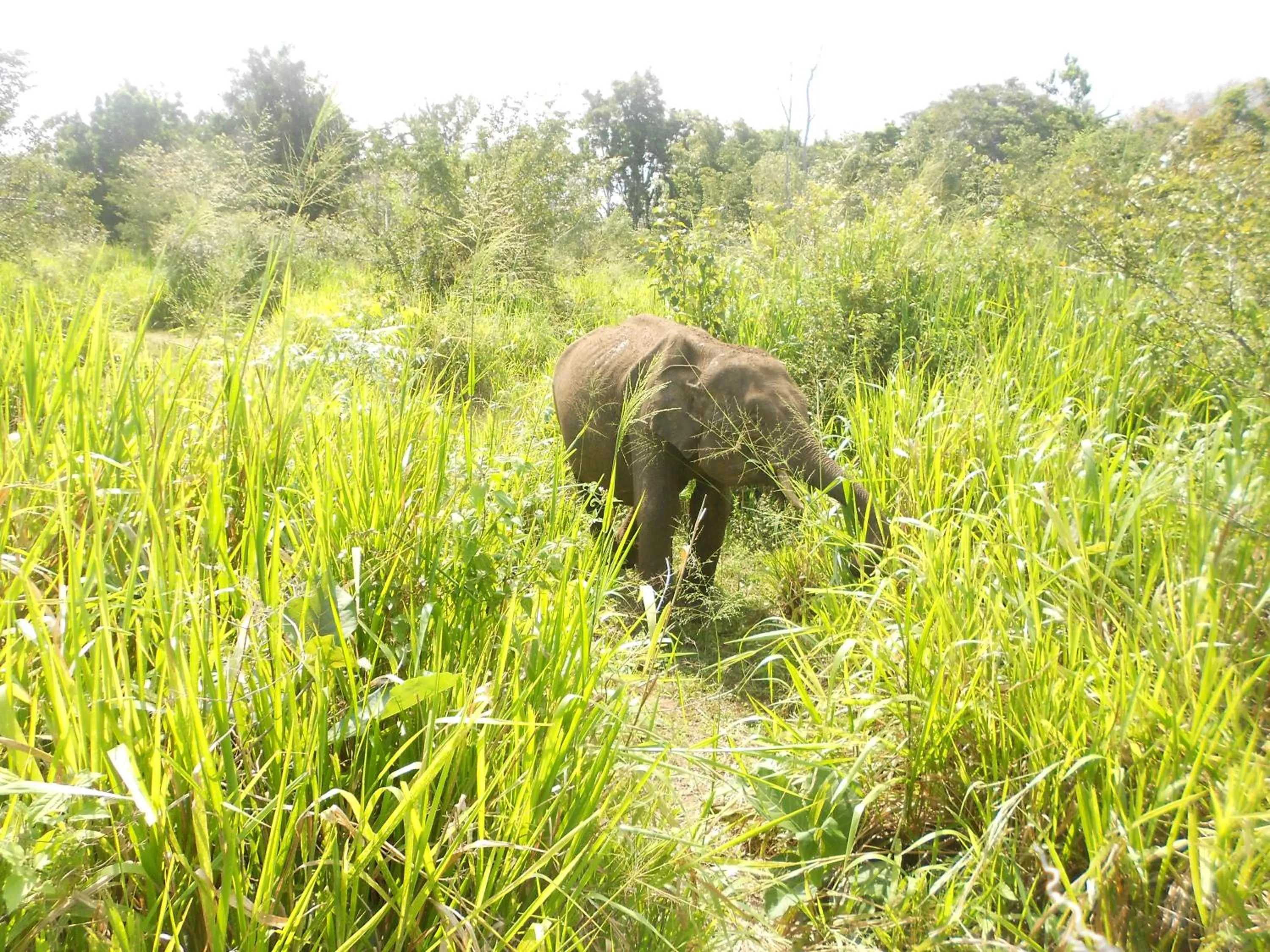 Natural landscape in Shanith Guesthouse Negombo , beach road