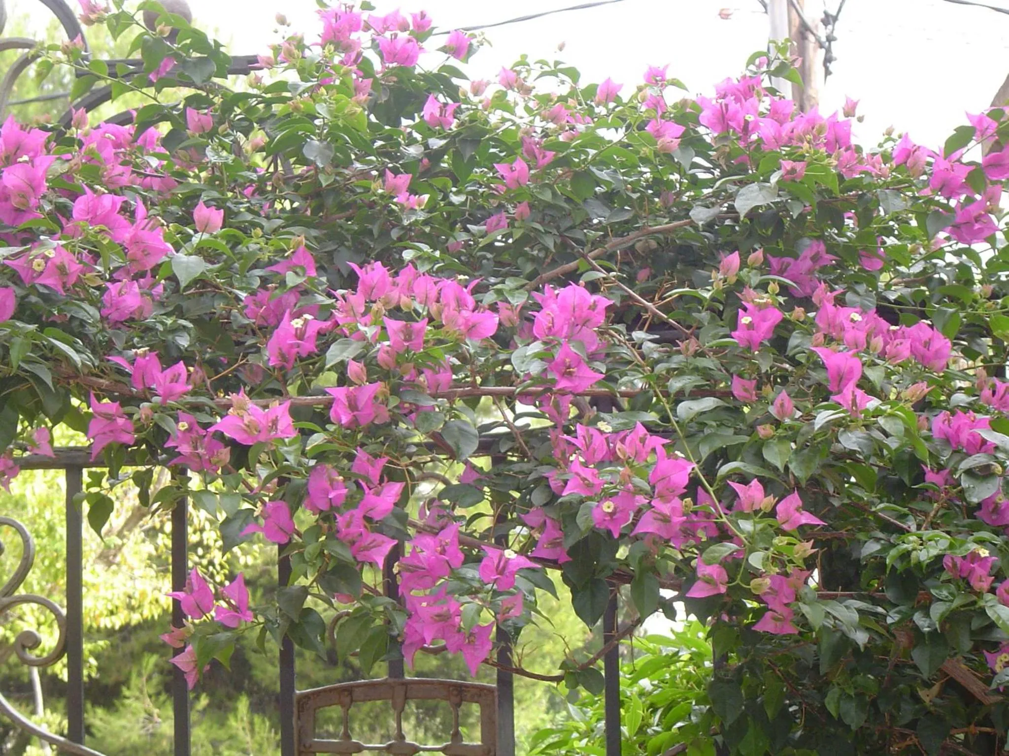 Spring in Hotel Ribes Roges