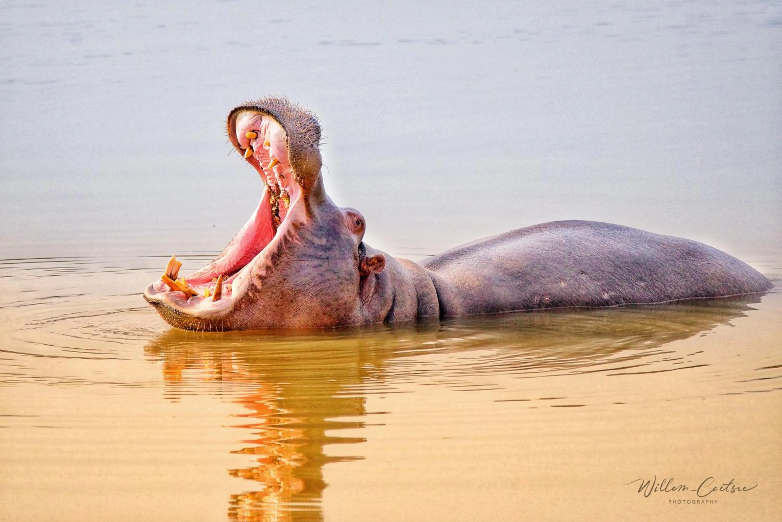 Animals in Buffelsdrift Game Lodge