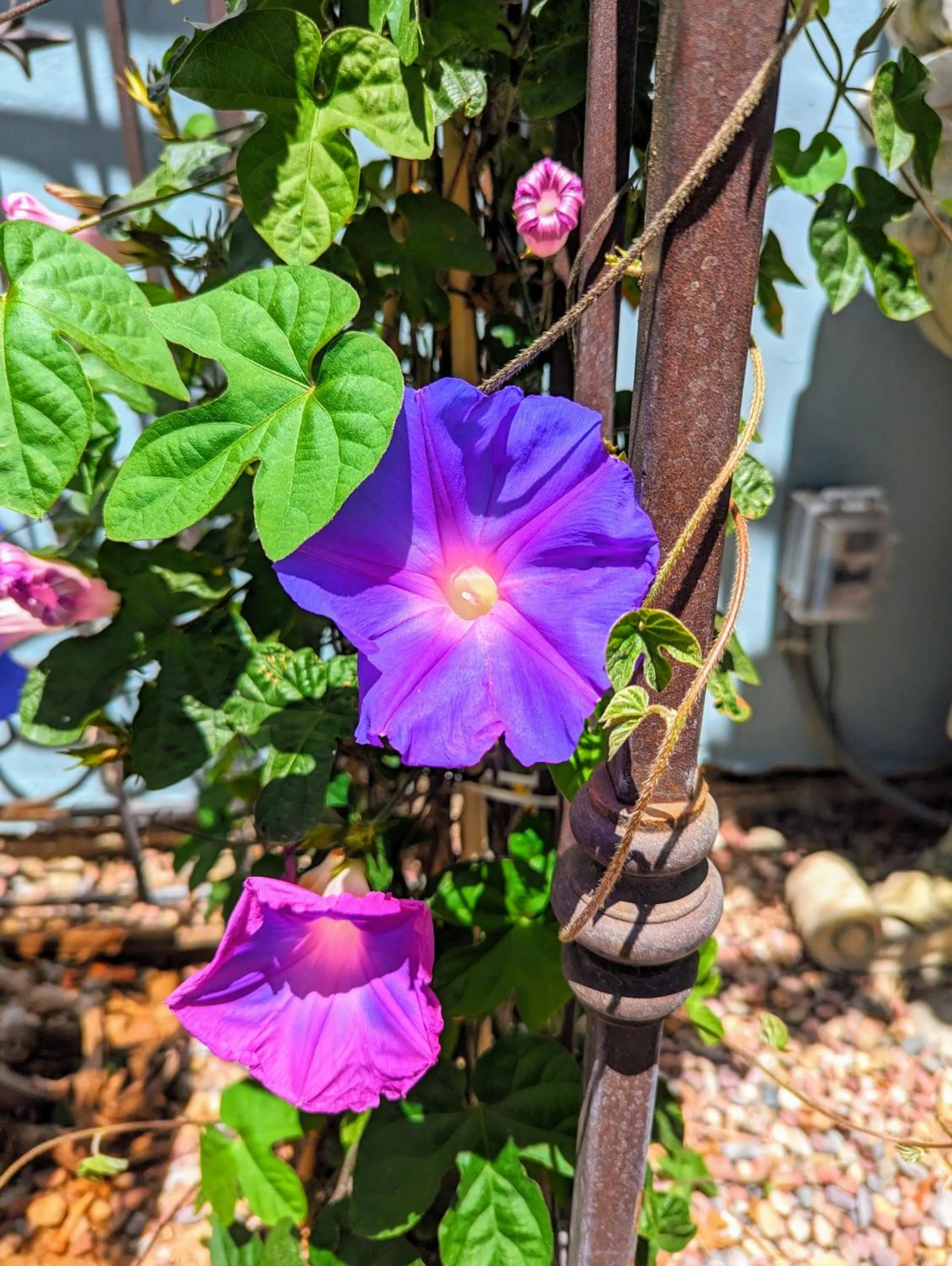 Garden in Capitola Hotel