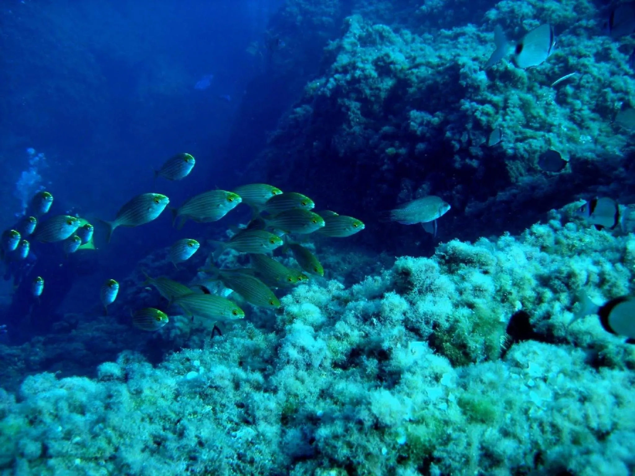 Animals in Hostal Mom Mariela