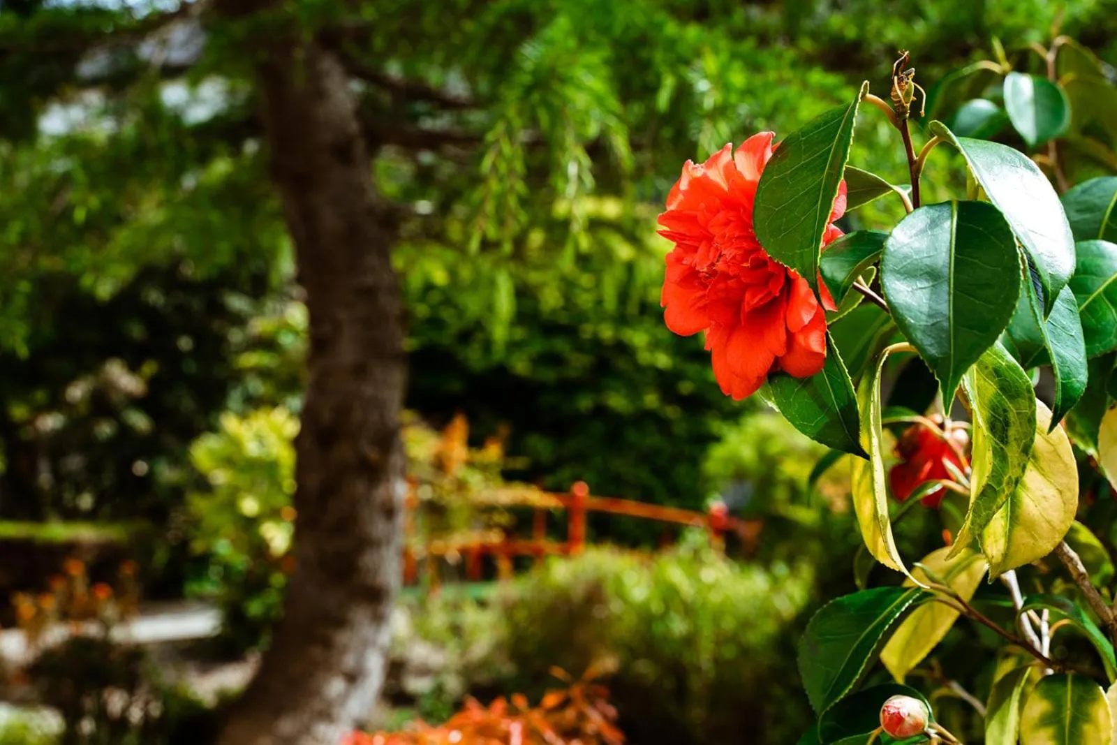 Garden in Roganstown Hotel & Country Club