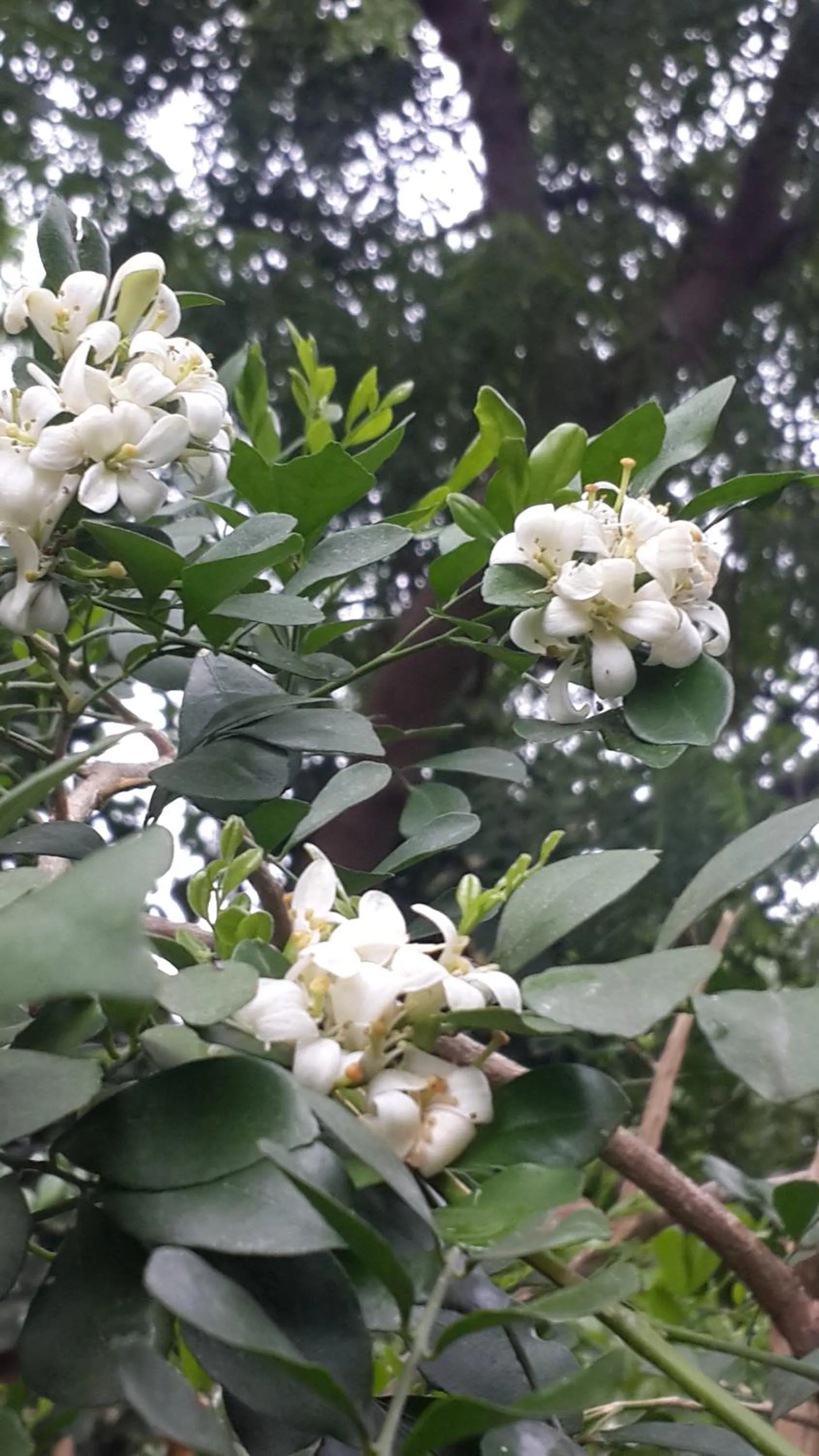 Winter in Hotel Casa Barcelona