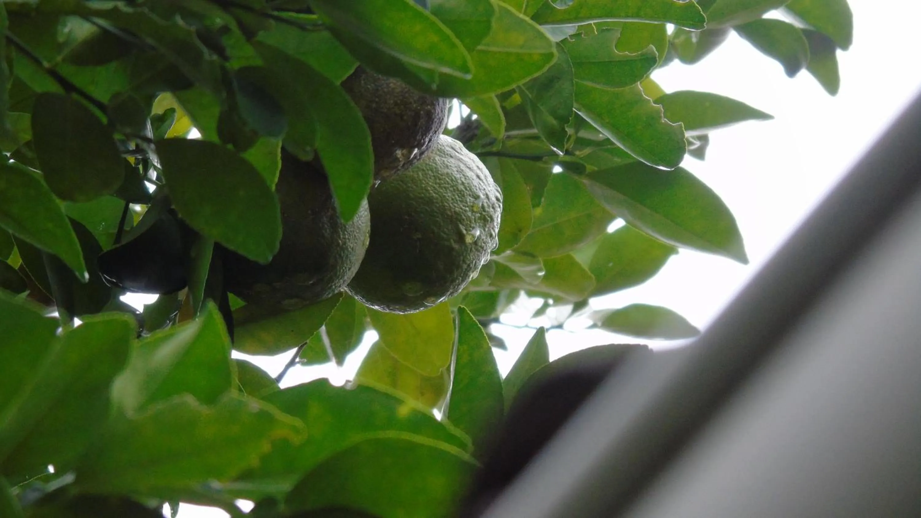 Garden in Hotel Casa Barcelona