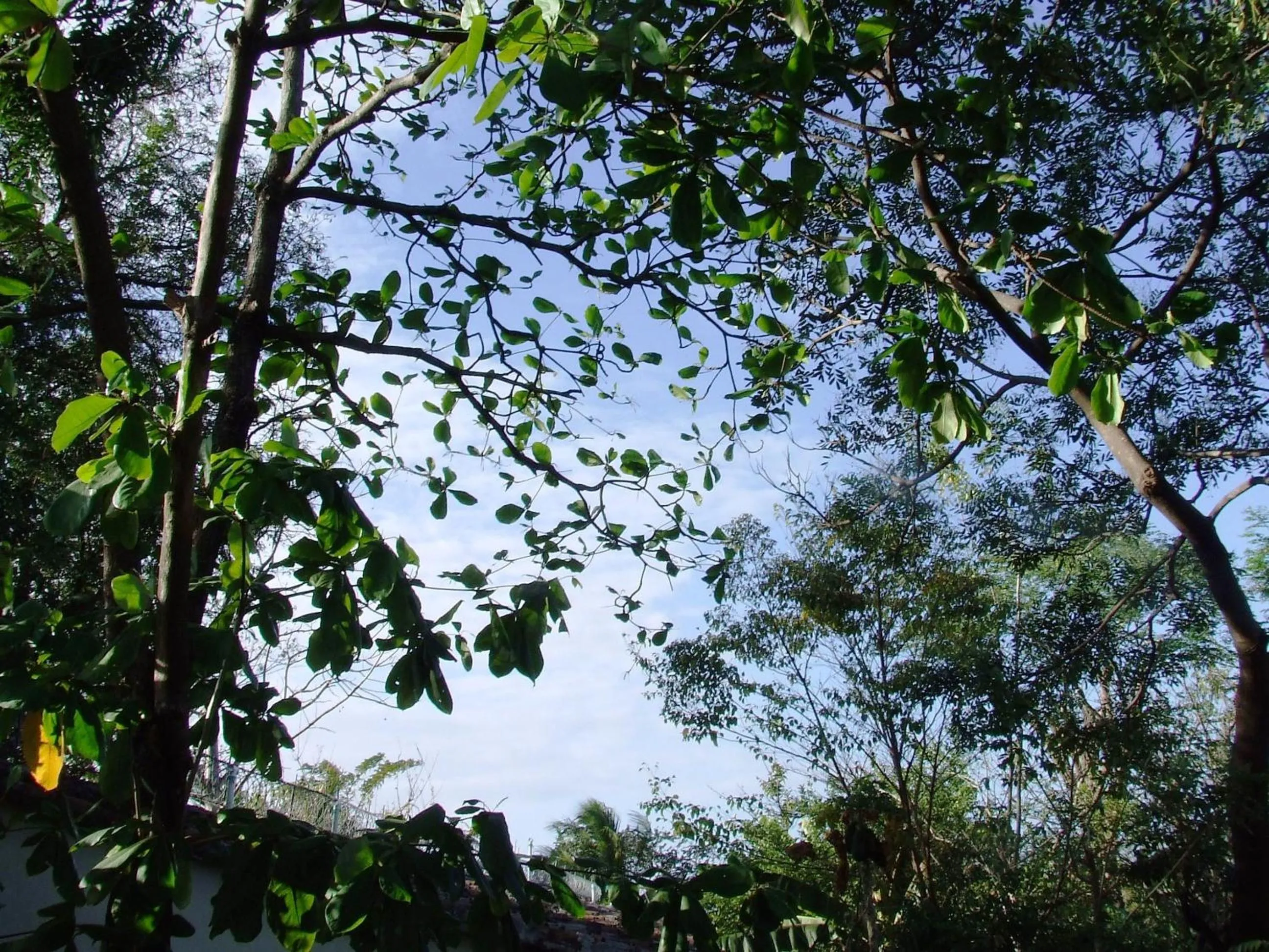 Natural landscape in Hotel Casa Barcelona