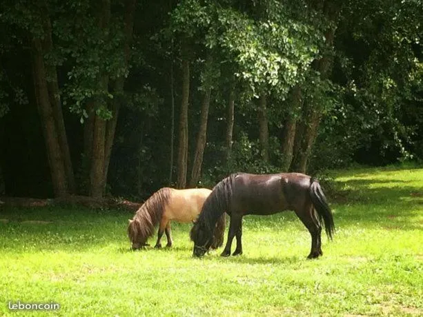 Animals in Domaine Du Moulin Neuf
