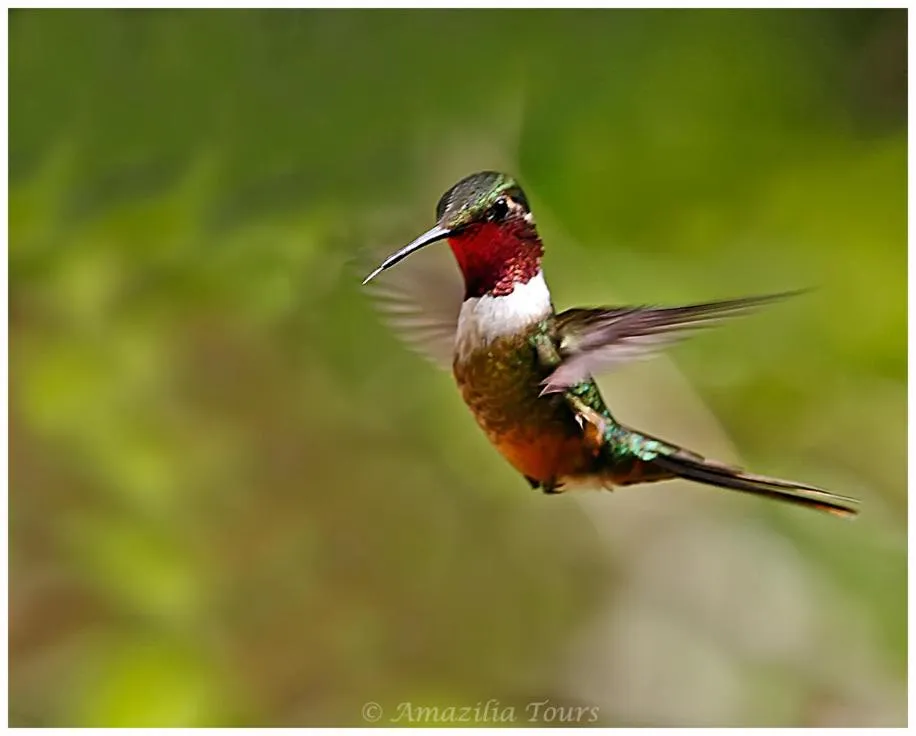 Animals in Celeste Mountain Lodge