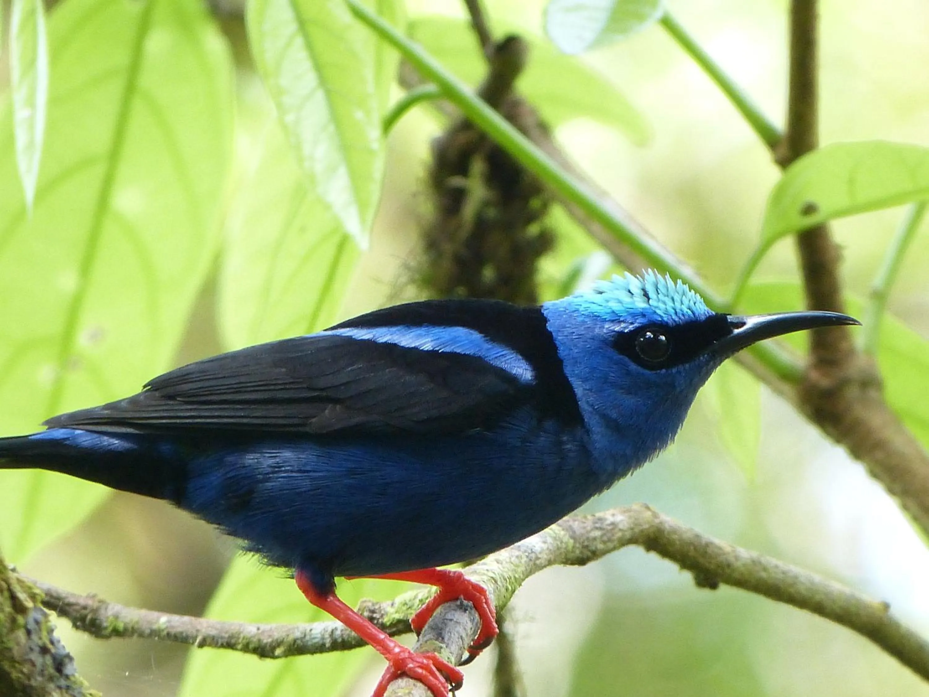 Animals in Celeste Mountain Lodge