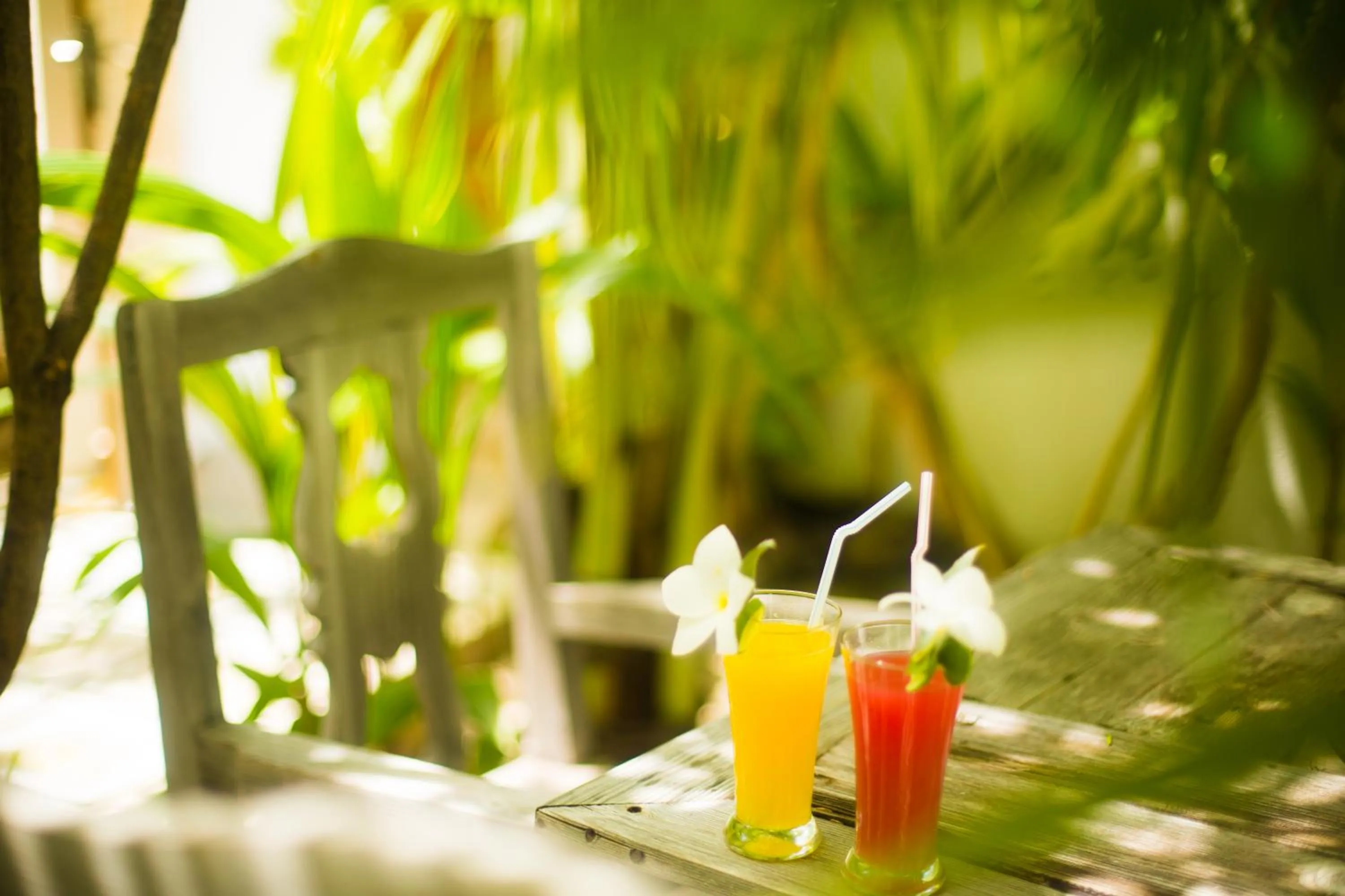 Garden in Faza View Inn, Maafushi