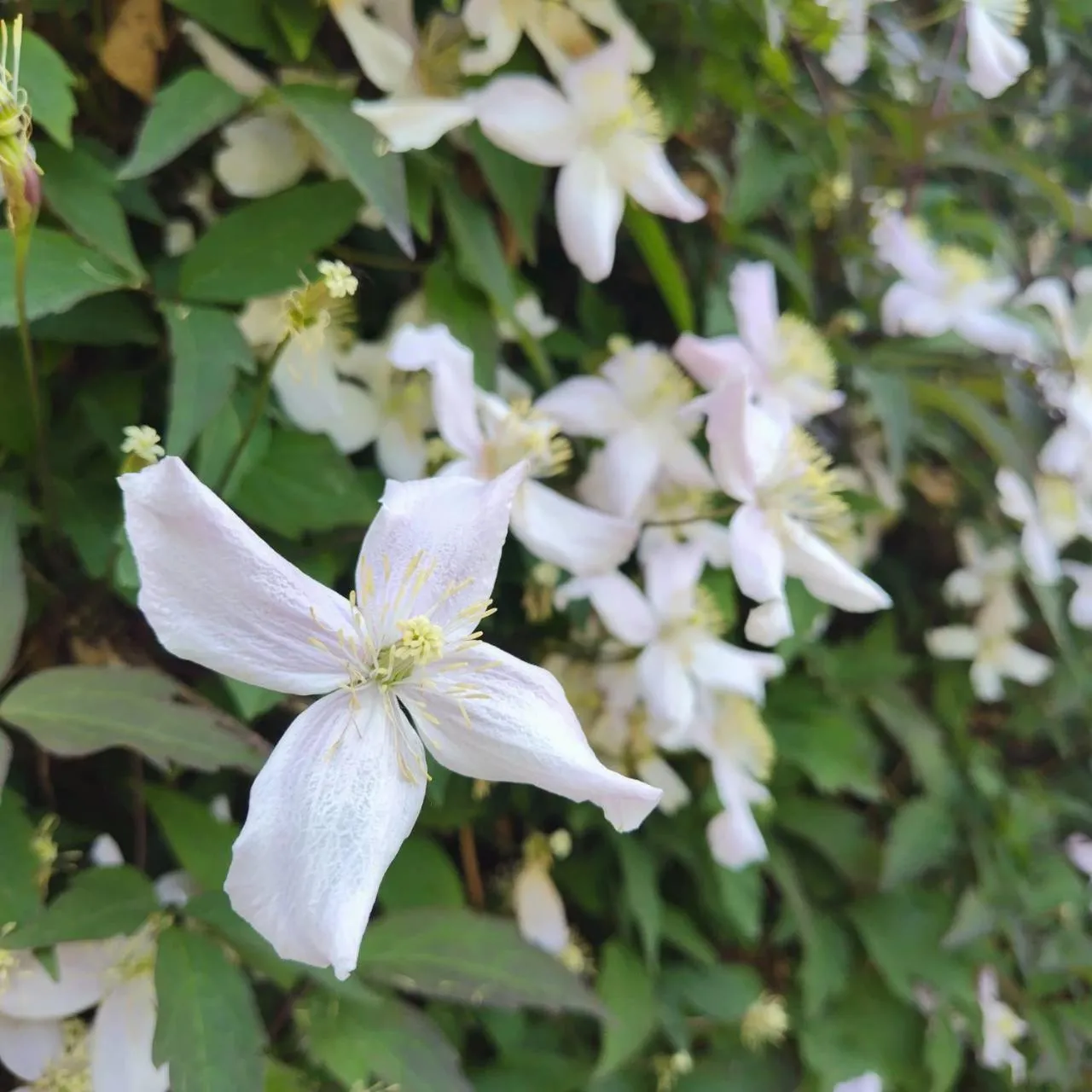 Yamagata Zao Pension Apron Stage