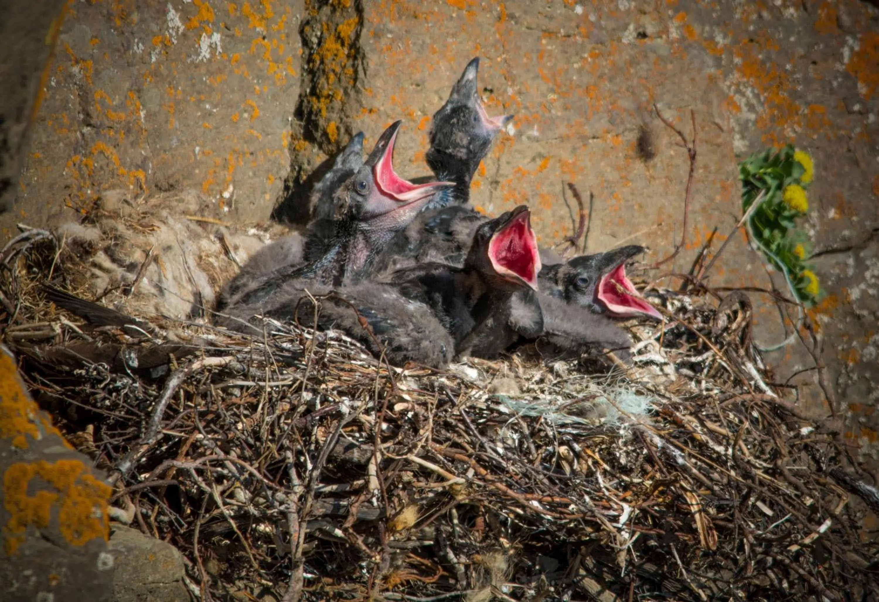 Natural landscape in Guesthouse Kiljan