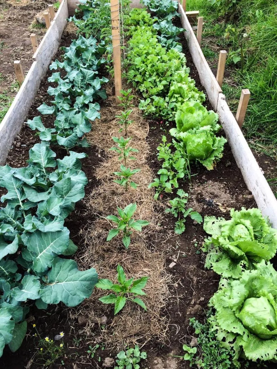 Garden in Las Hortensia's Casa De Huespedes