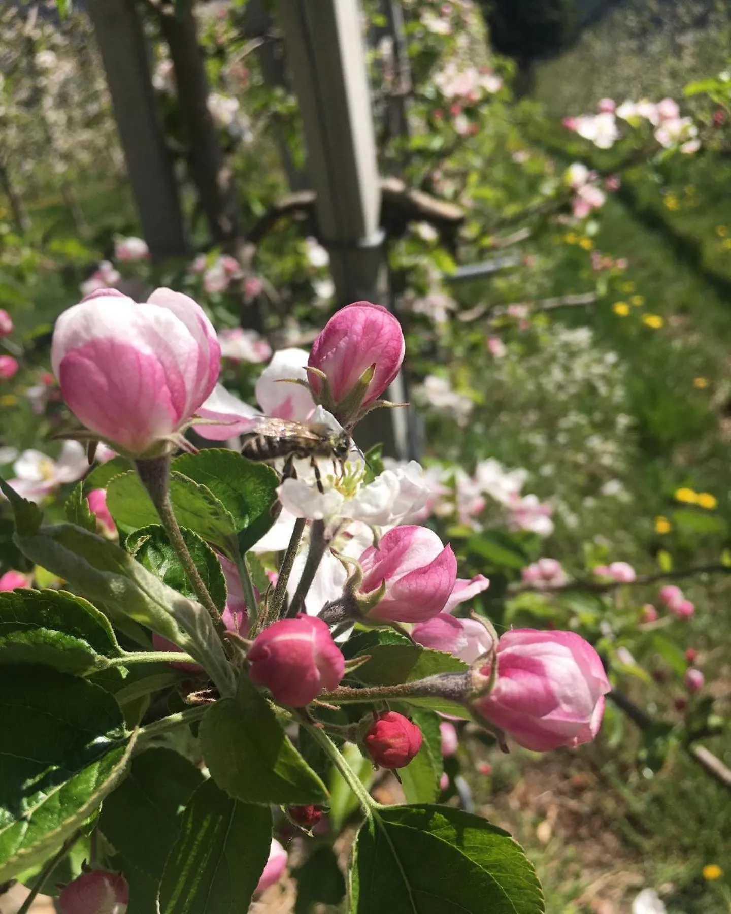 Garden in Hotel Antica Torre