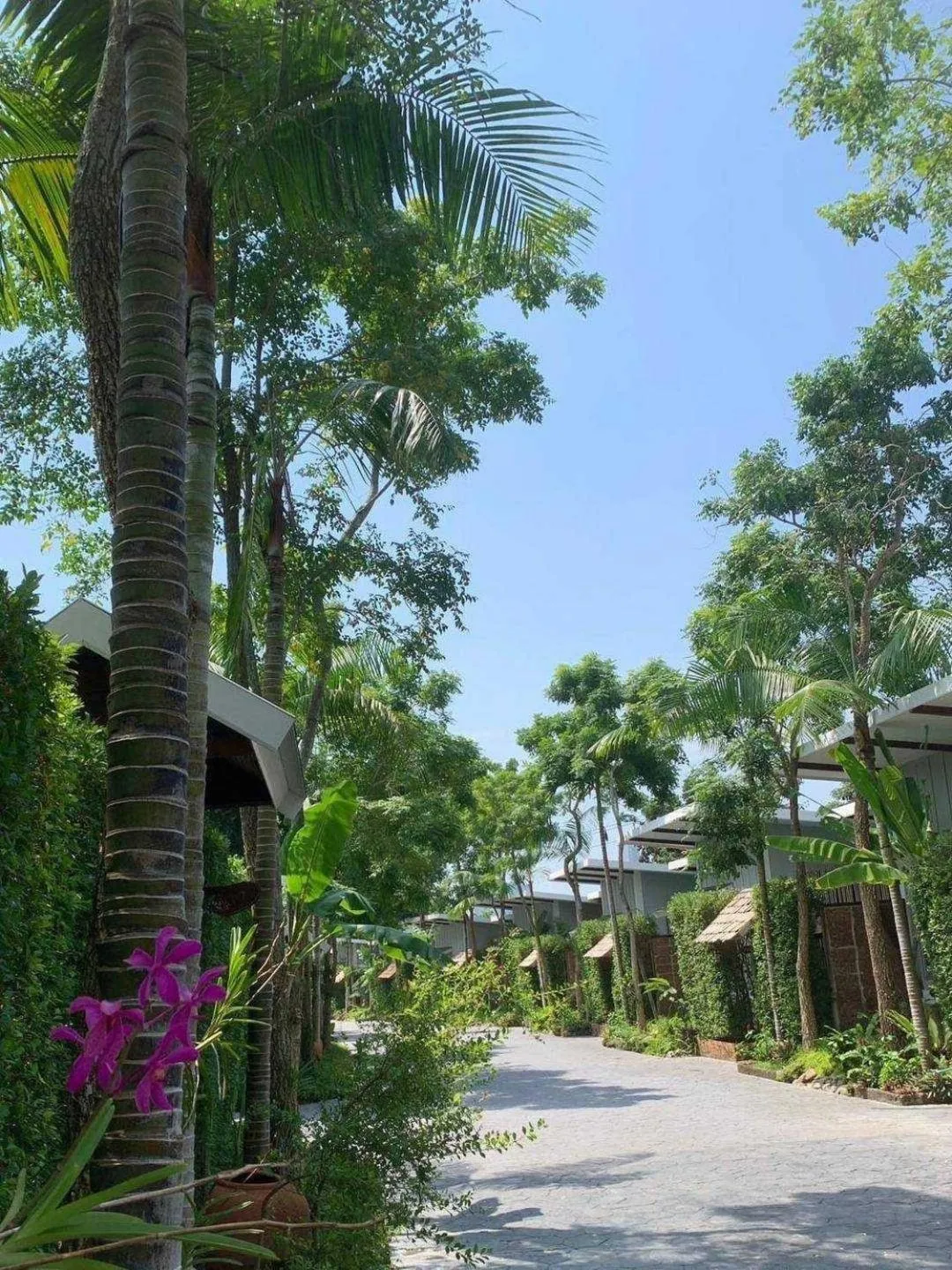 Natural landscape in IP Plus Pool Villa Pattaya