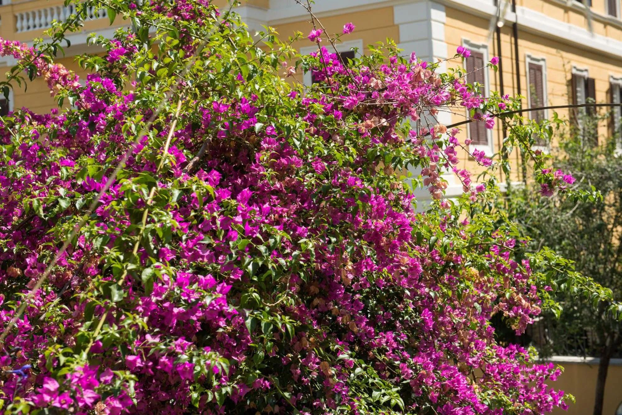 Garden in Palm Gallery Hotel