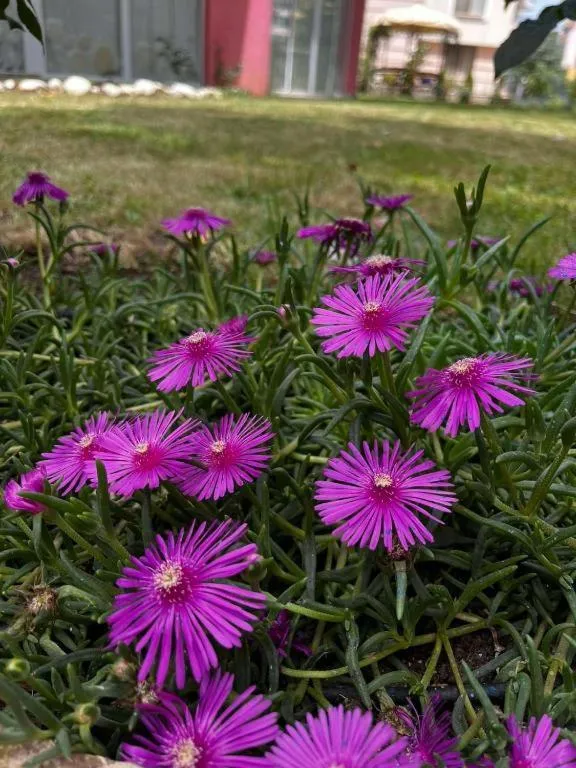 Rose Garden Omax Apartments