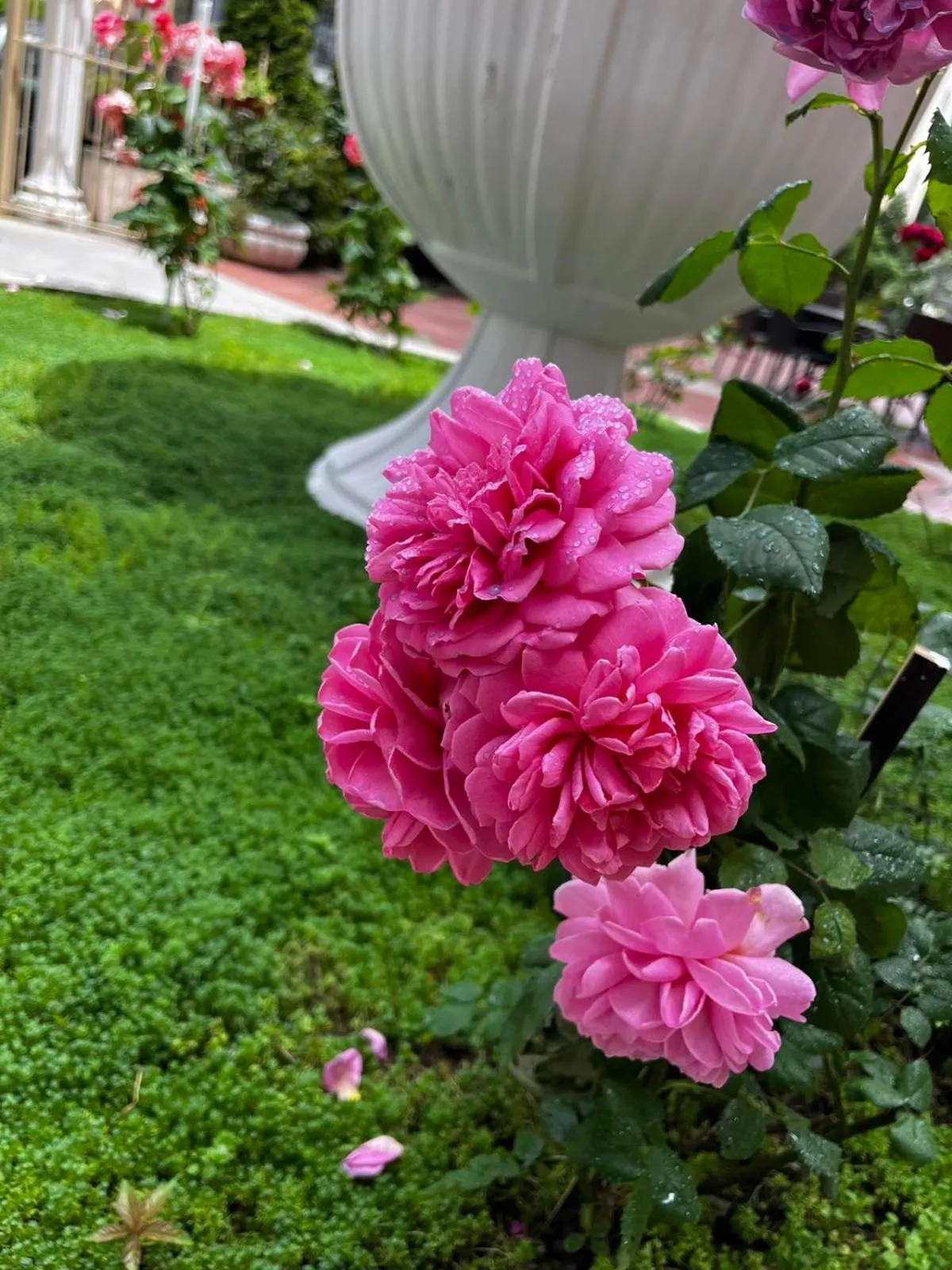 Rose Garden Omax Apartments