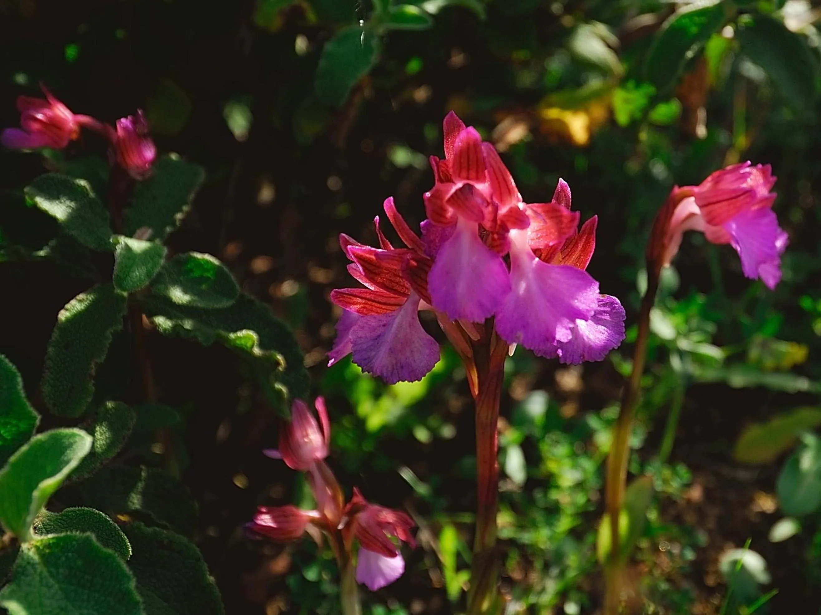 Spring in La Chicca di Francesca