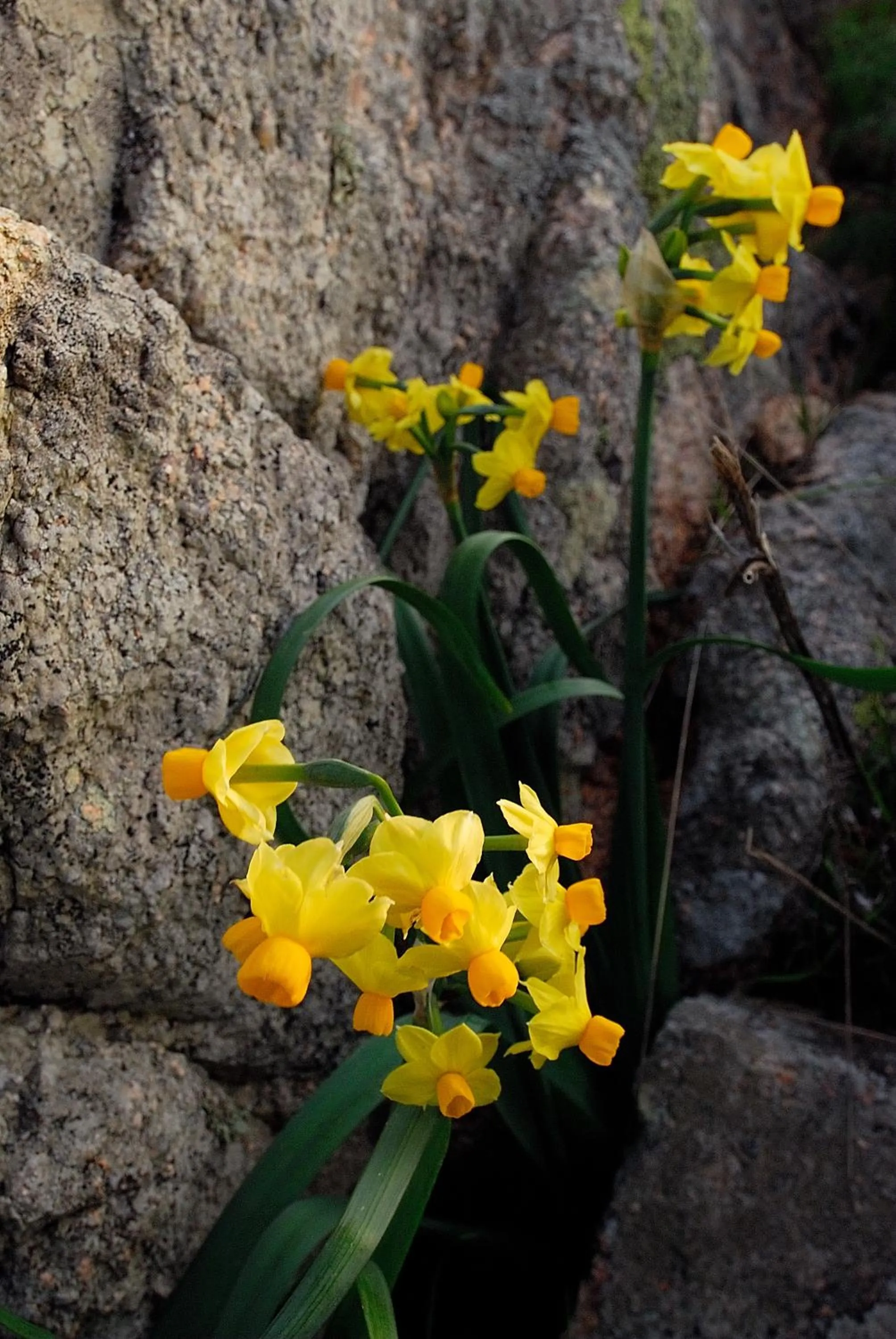 Spring in La Chicca di Francesca