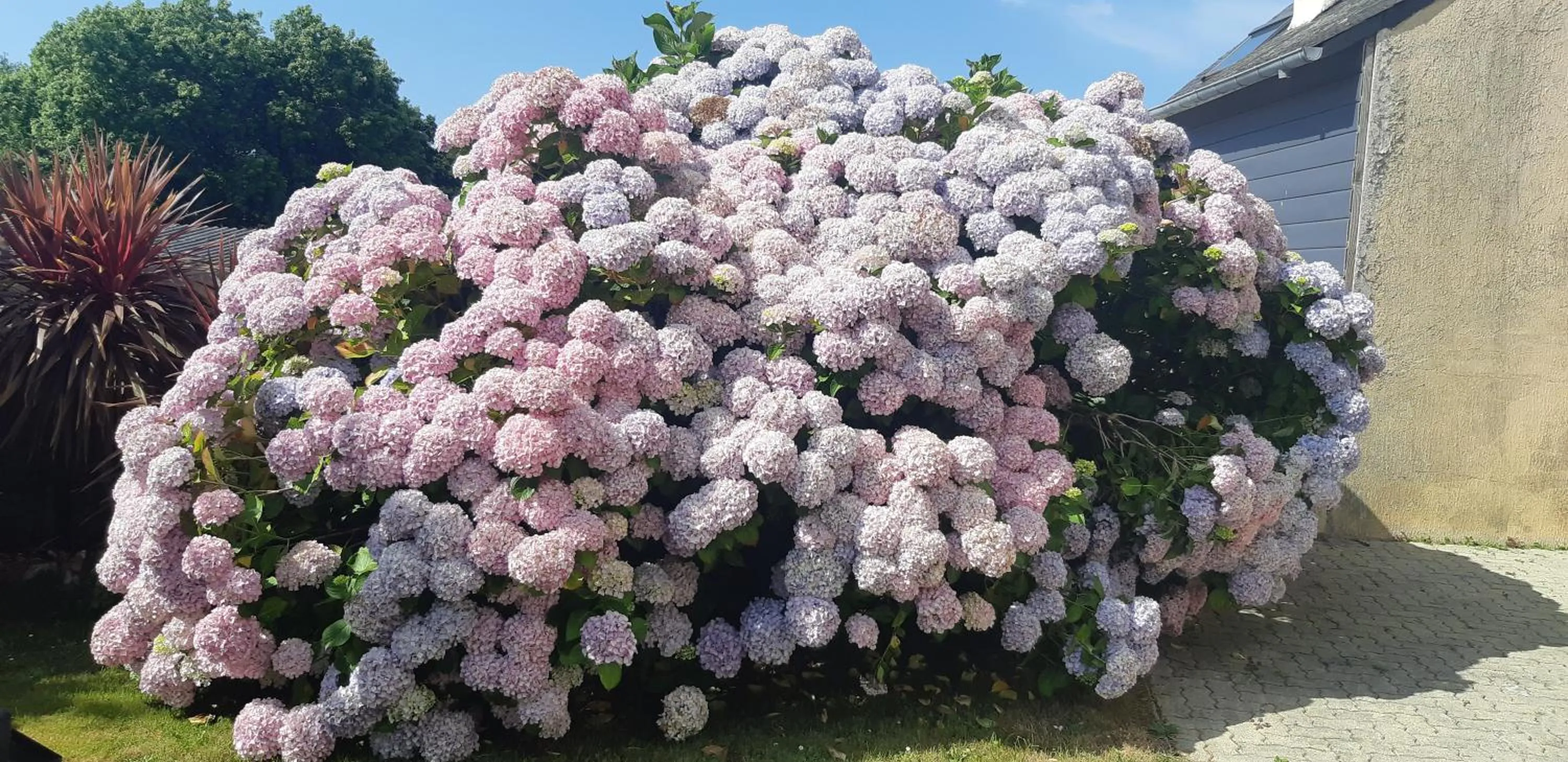 Garden in Les Hortensias GR 34 - Chambres d'Hôtes