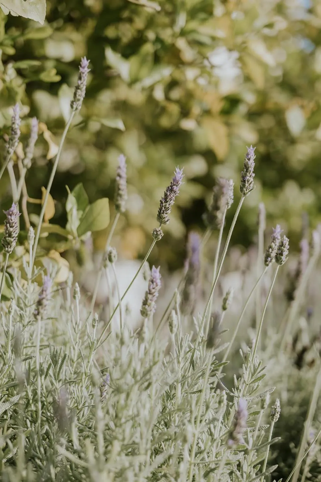 Property building in Masseria Mammella