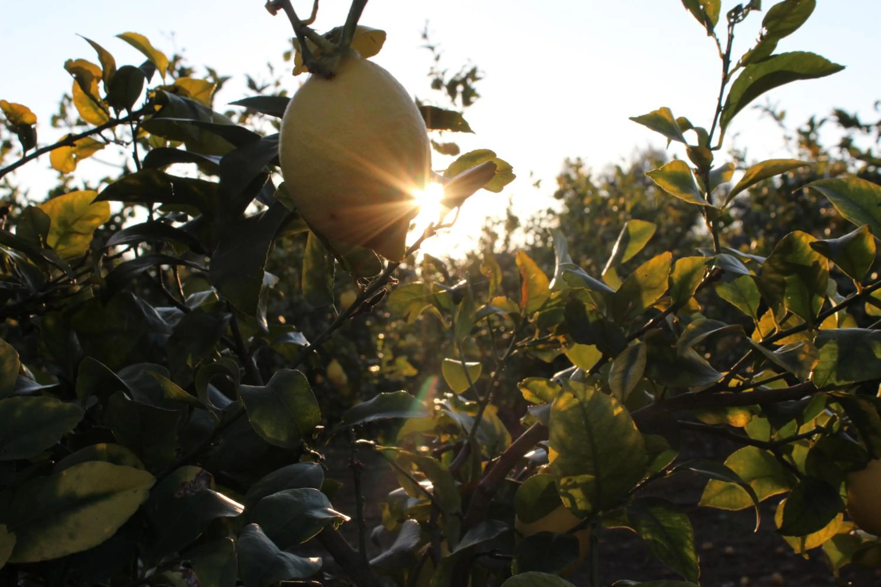 Garden view in Masseria Mammella
