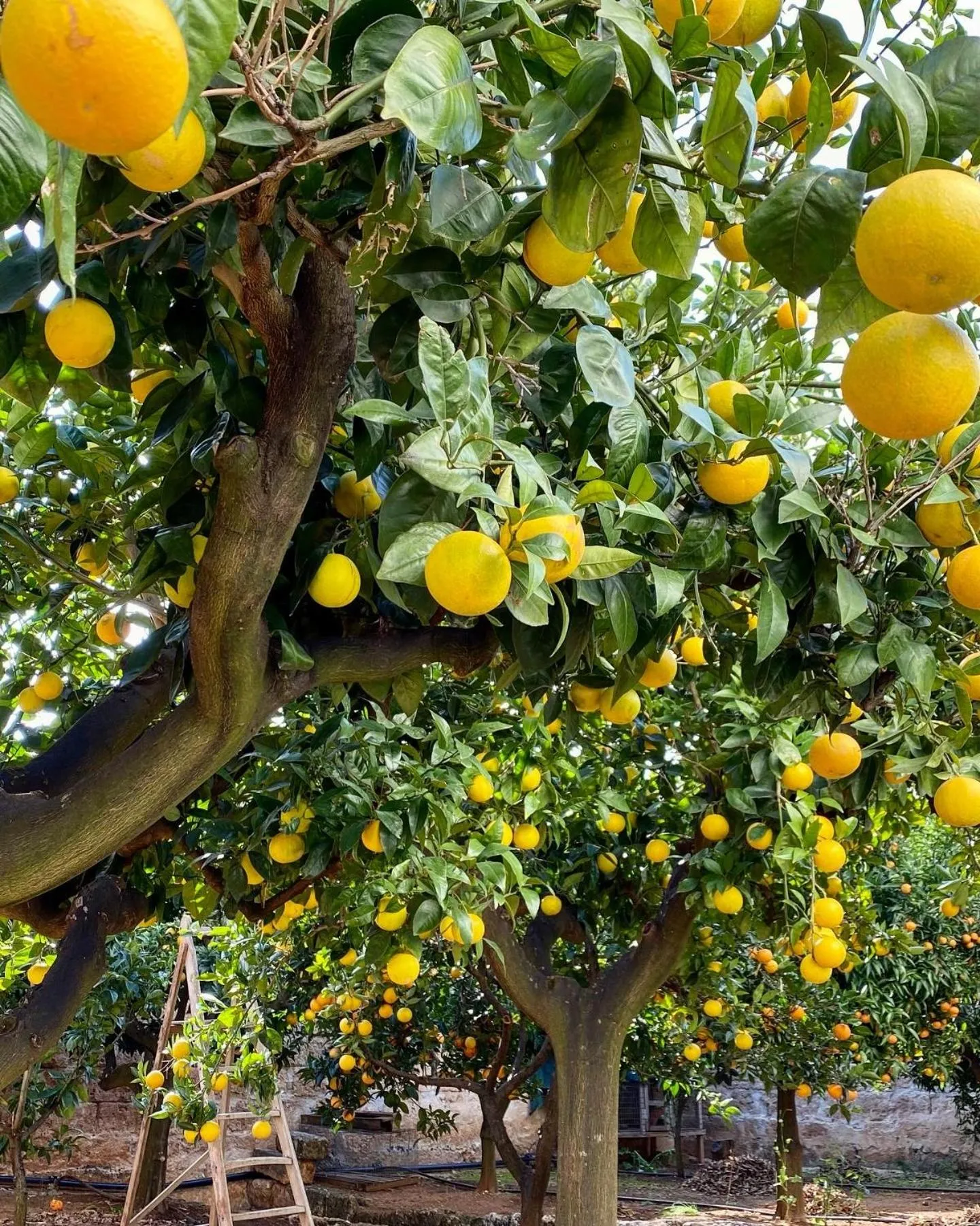 Garden in Masseria Mammella