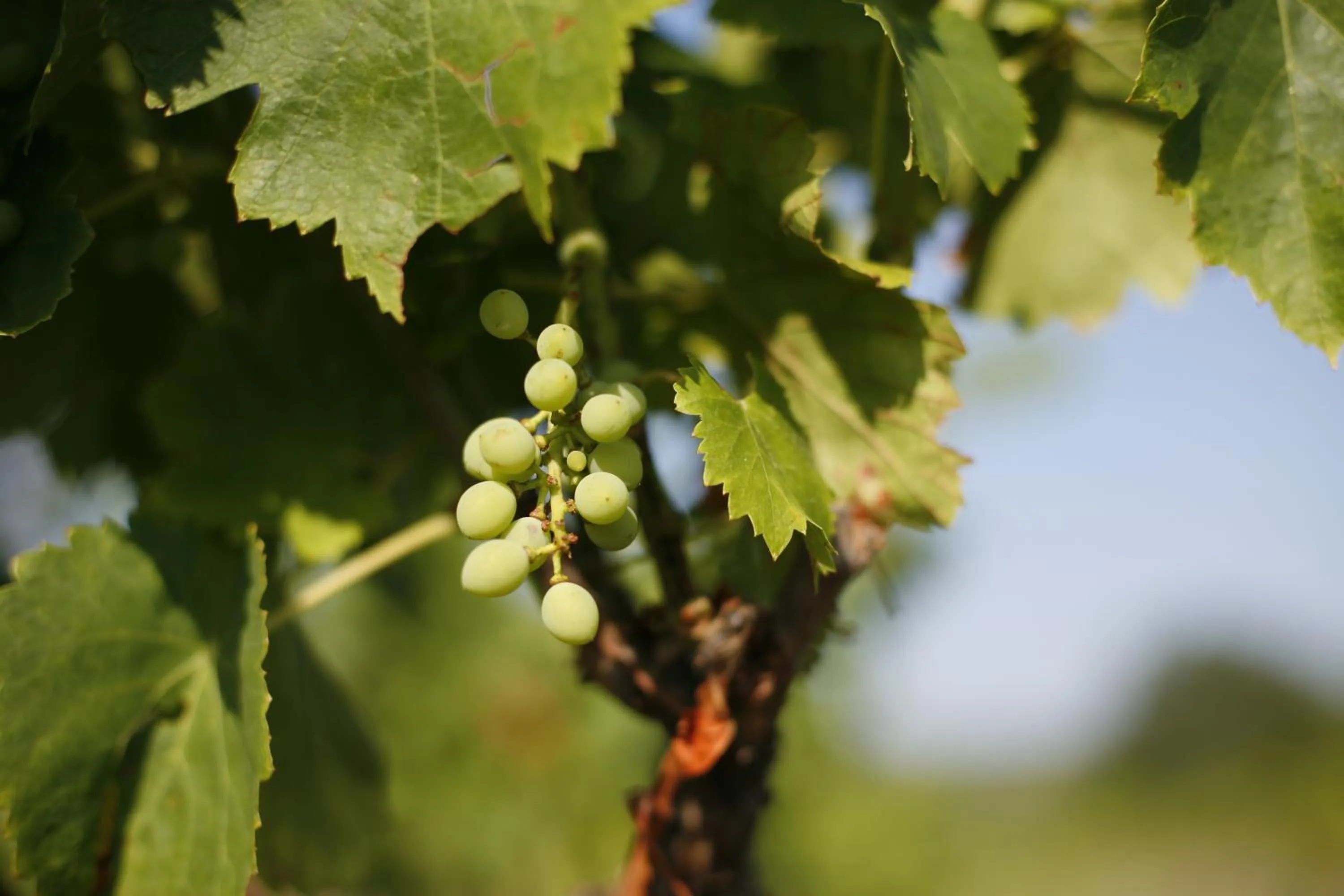Decorative detail in Domaine Mas Pigné
