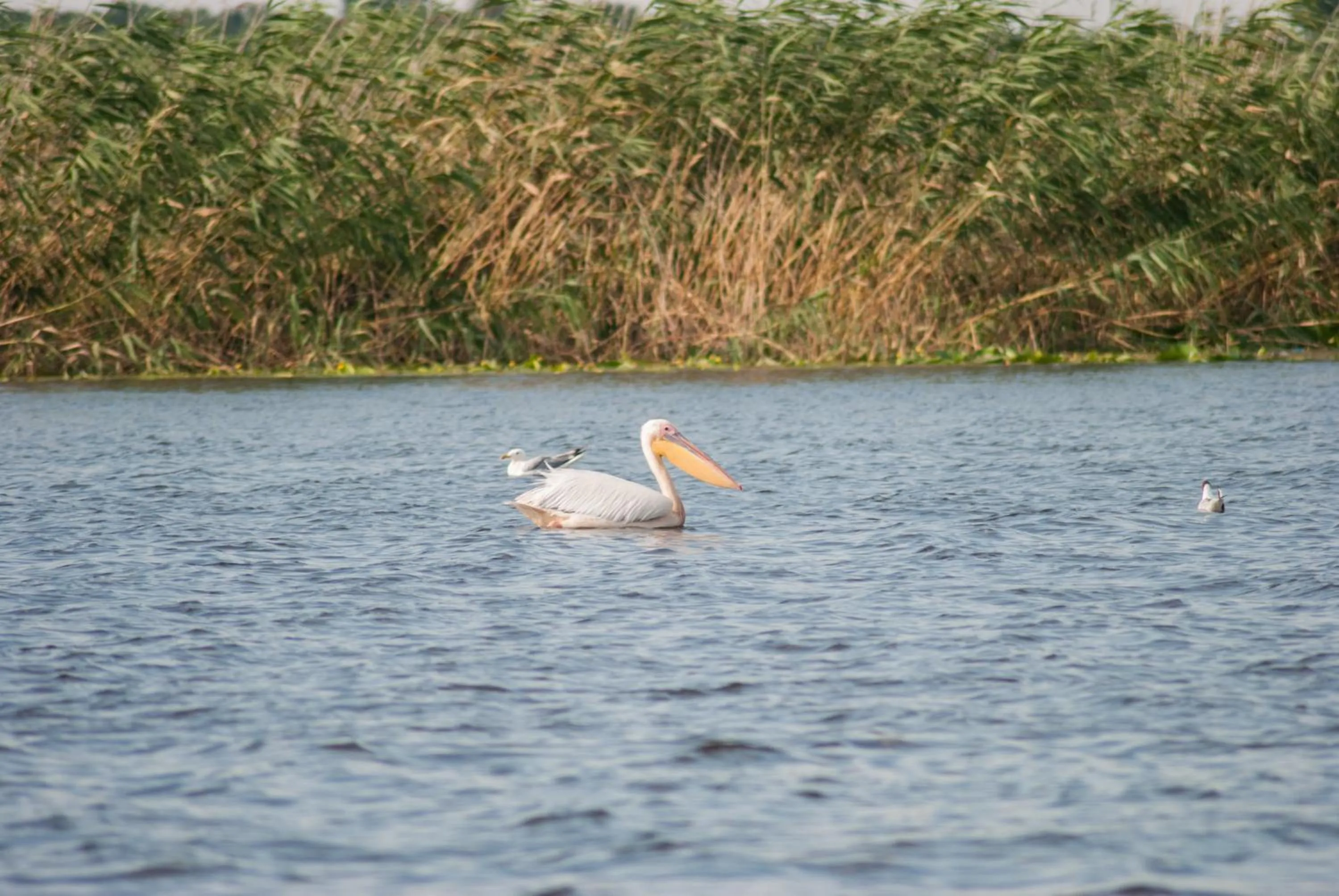 Natural landscape in Delta Nature Resort