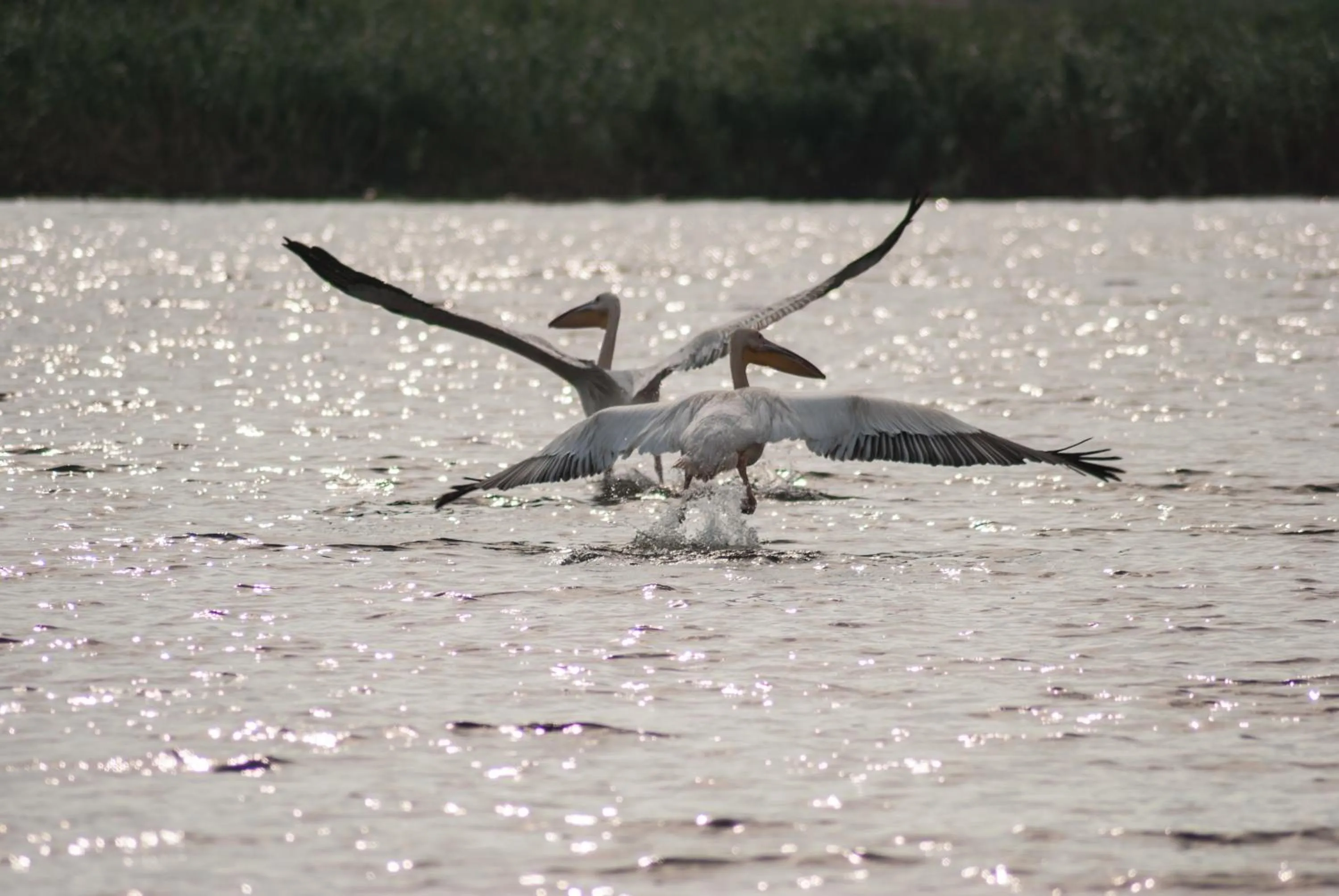 Day in Delta Nature Resort