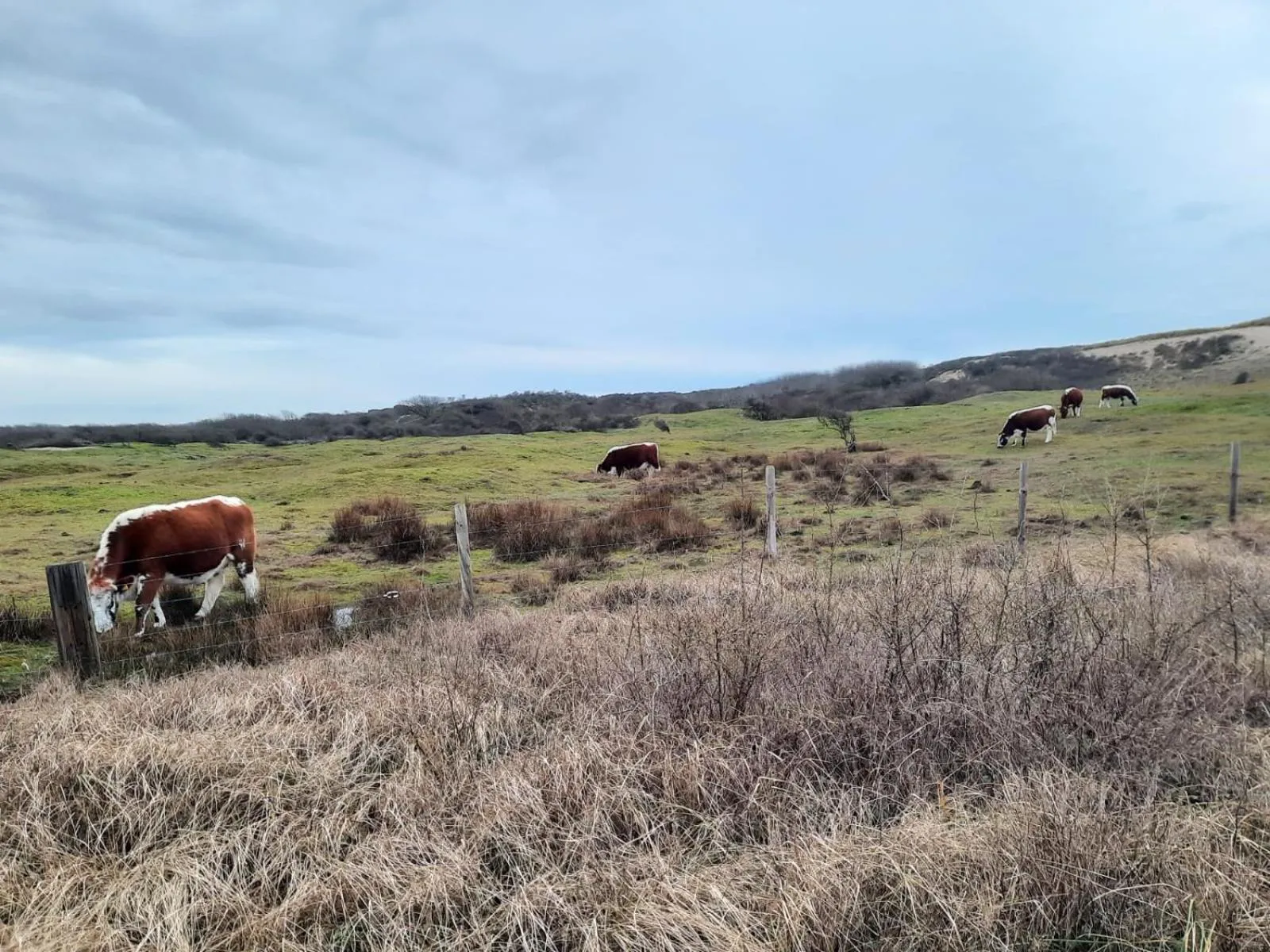Natural landscape in B&B Dennenbos