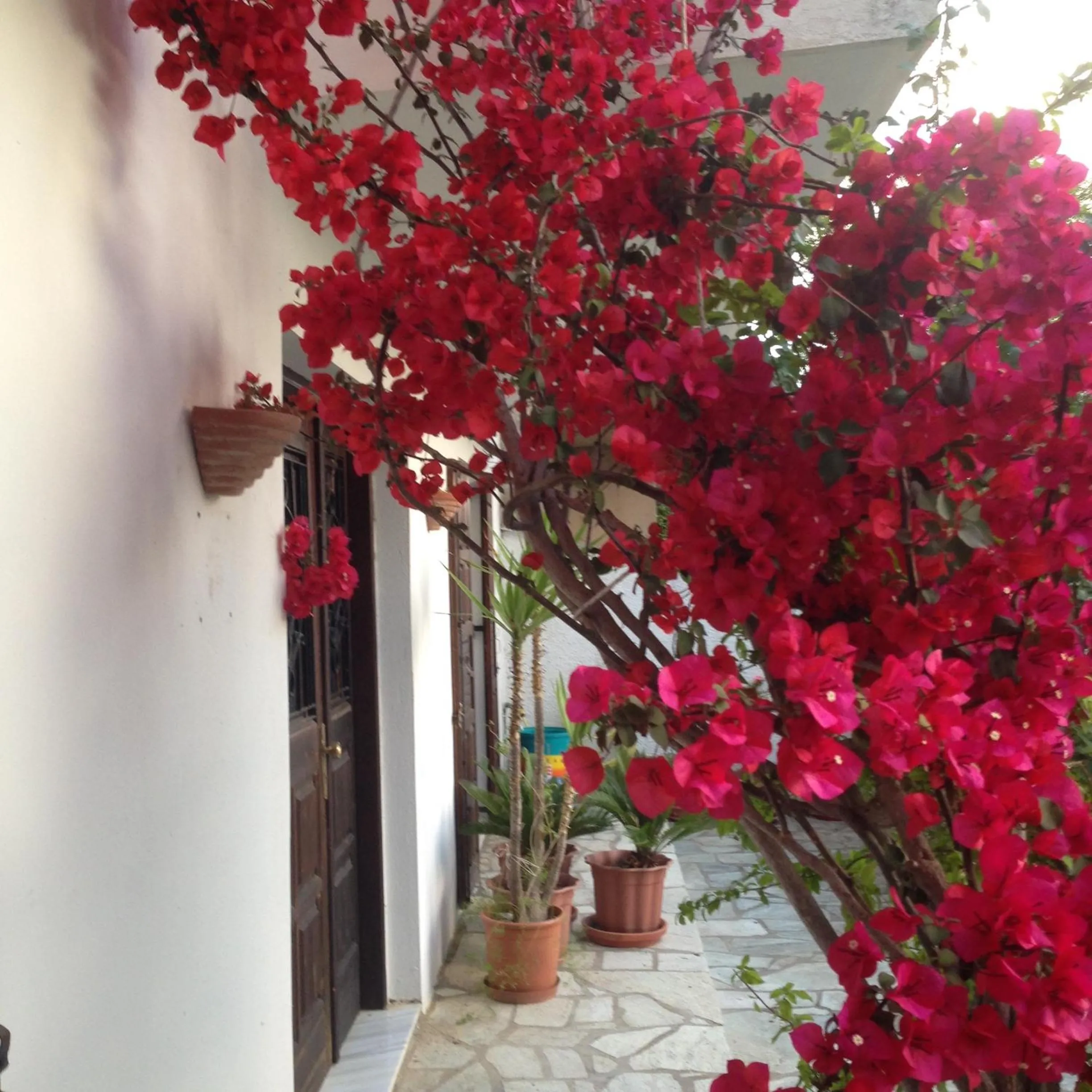 Property building in Mimoza Studios