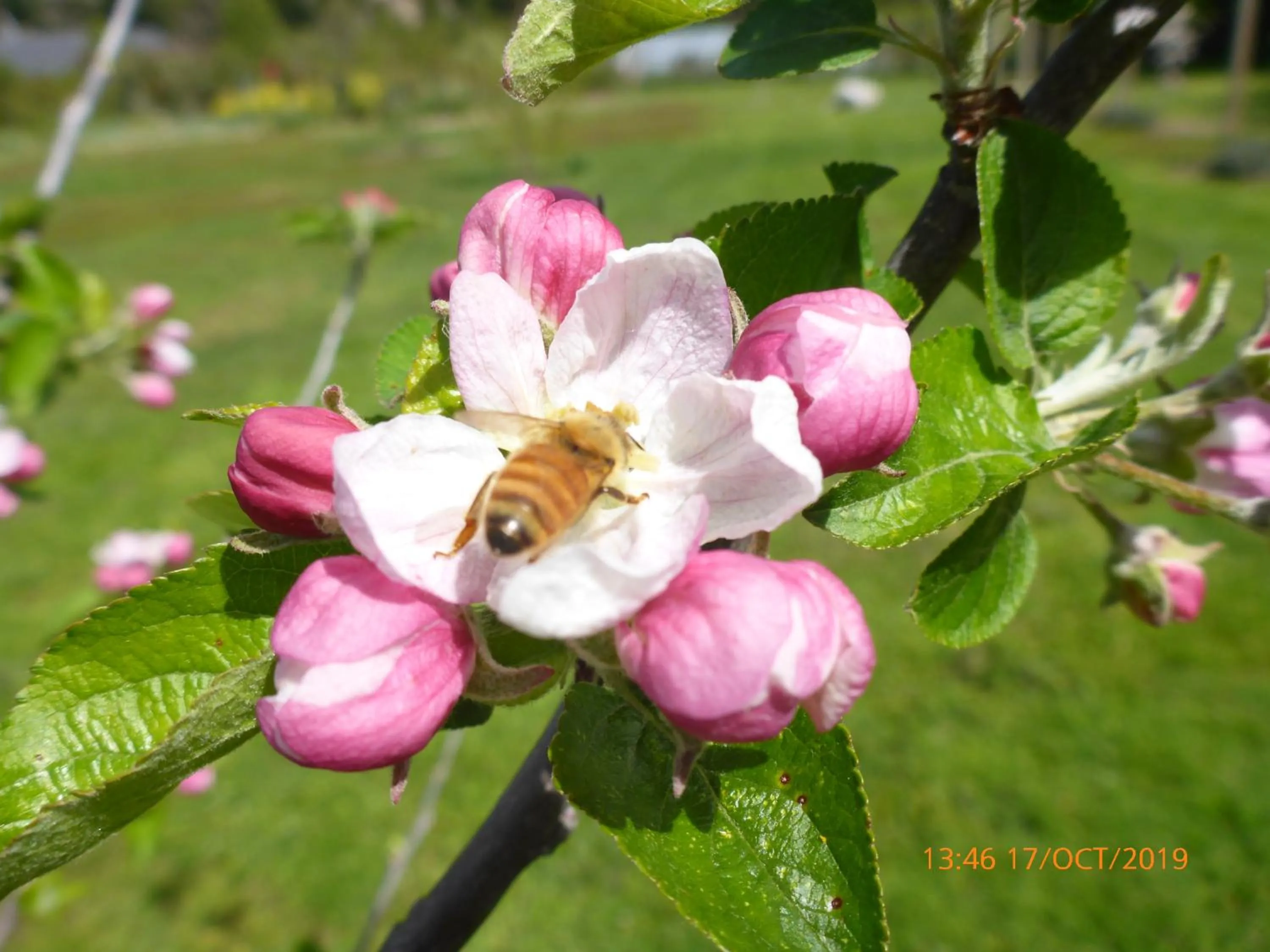 Garden in Fran and Frankie's Bed & Breakfast