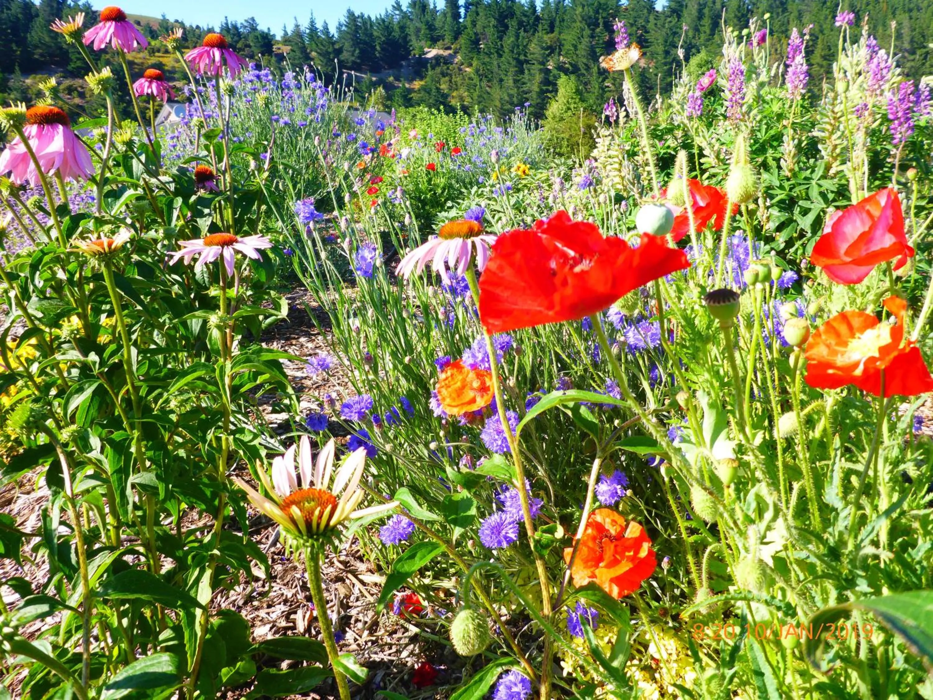 Garden in Fran and Frankie's Bed & Breakfast