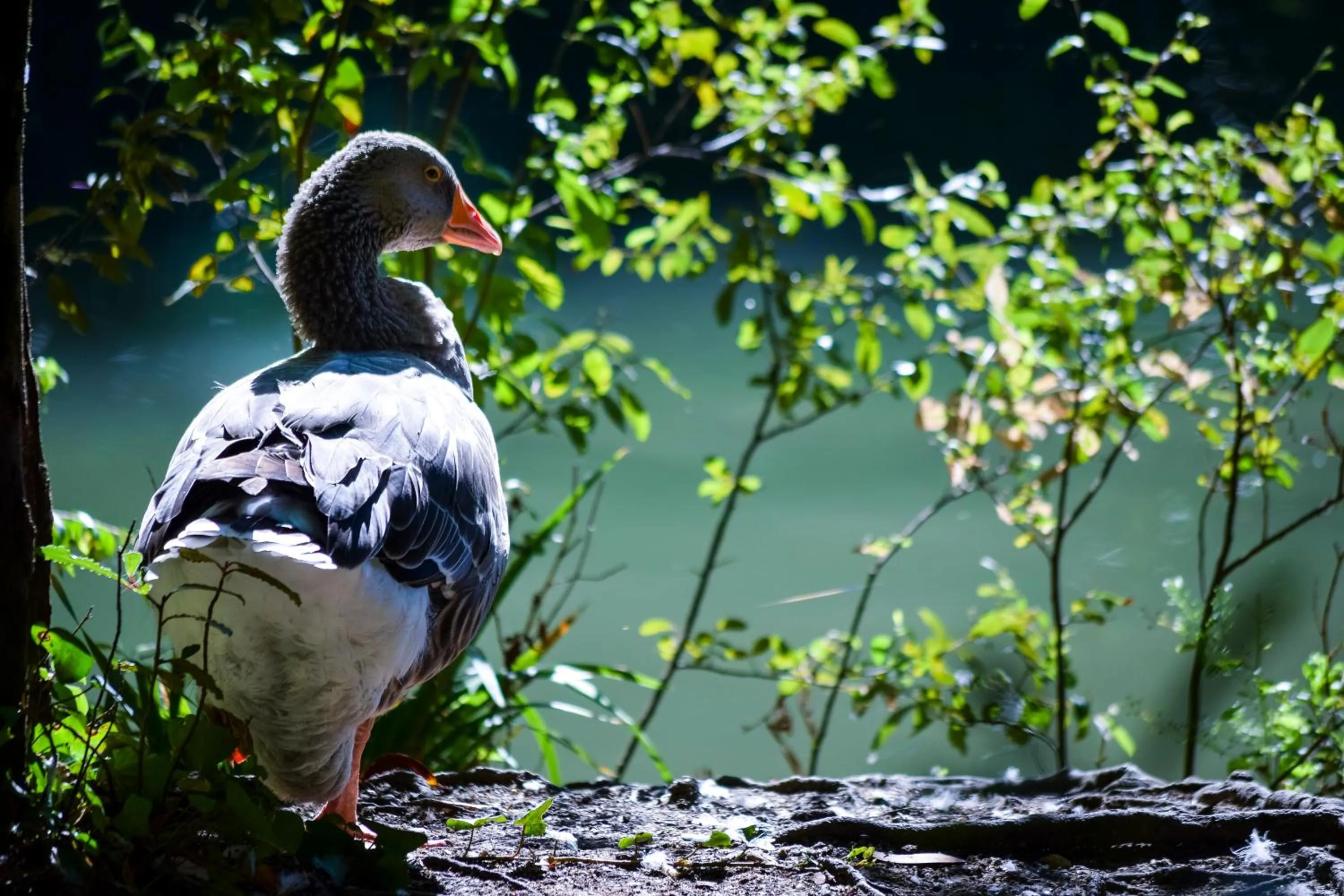 Pets in Hotel Termas da Curia