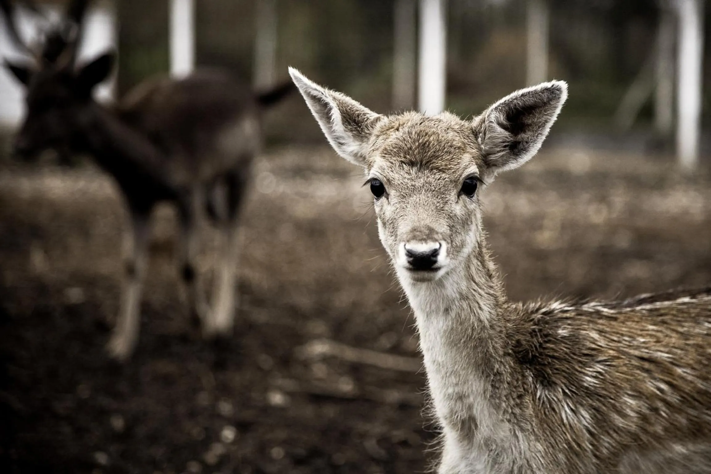 Animals in Curia Palace Hotel & Spa