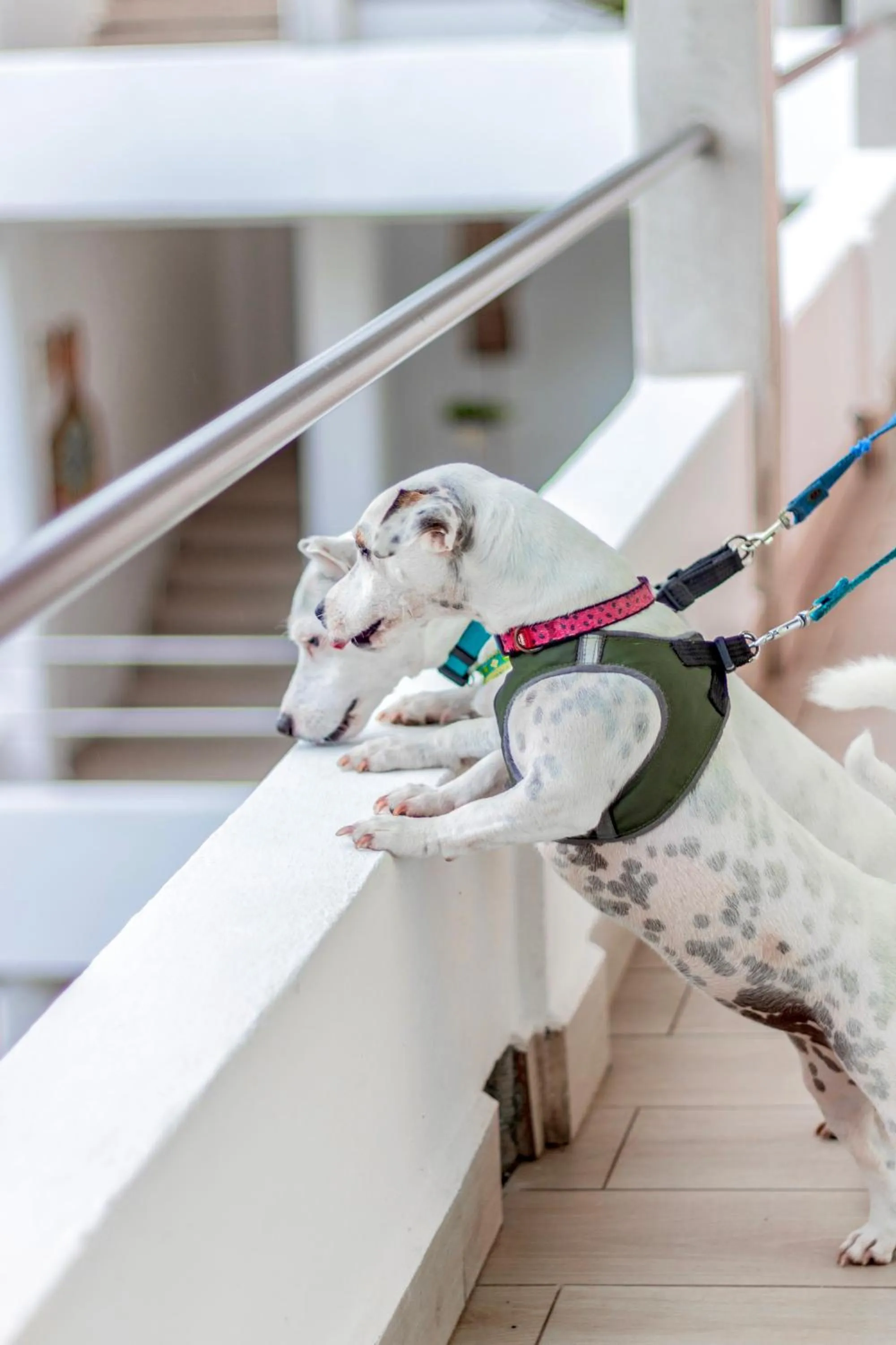 Animals in Albatros by Bedsfriends