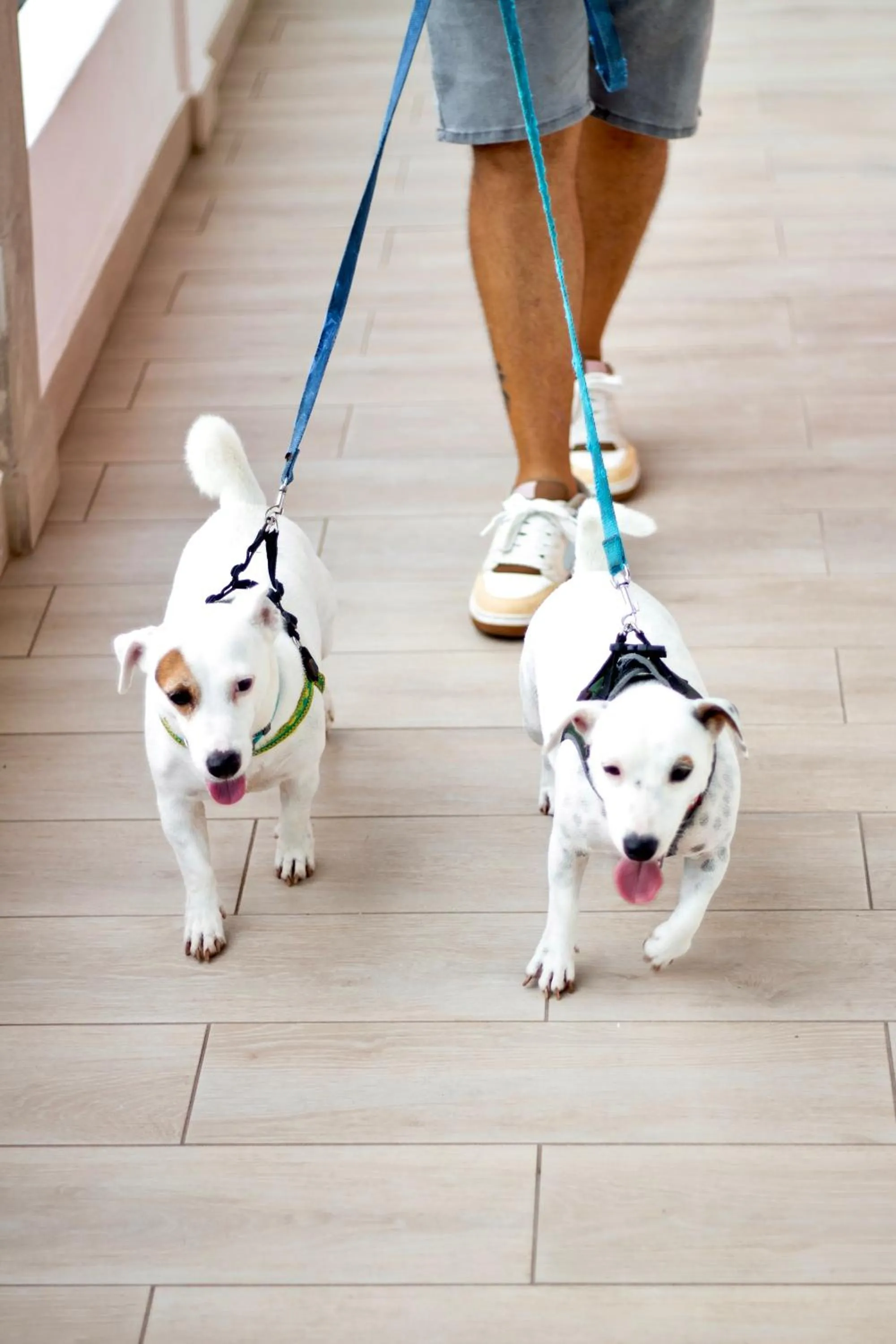 Pets in Albatros by Bedsfriends